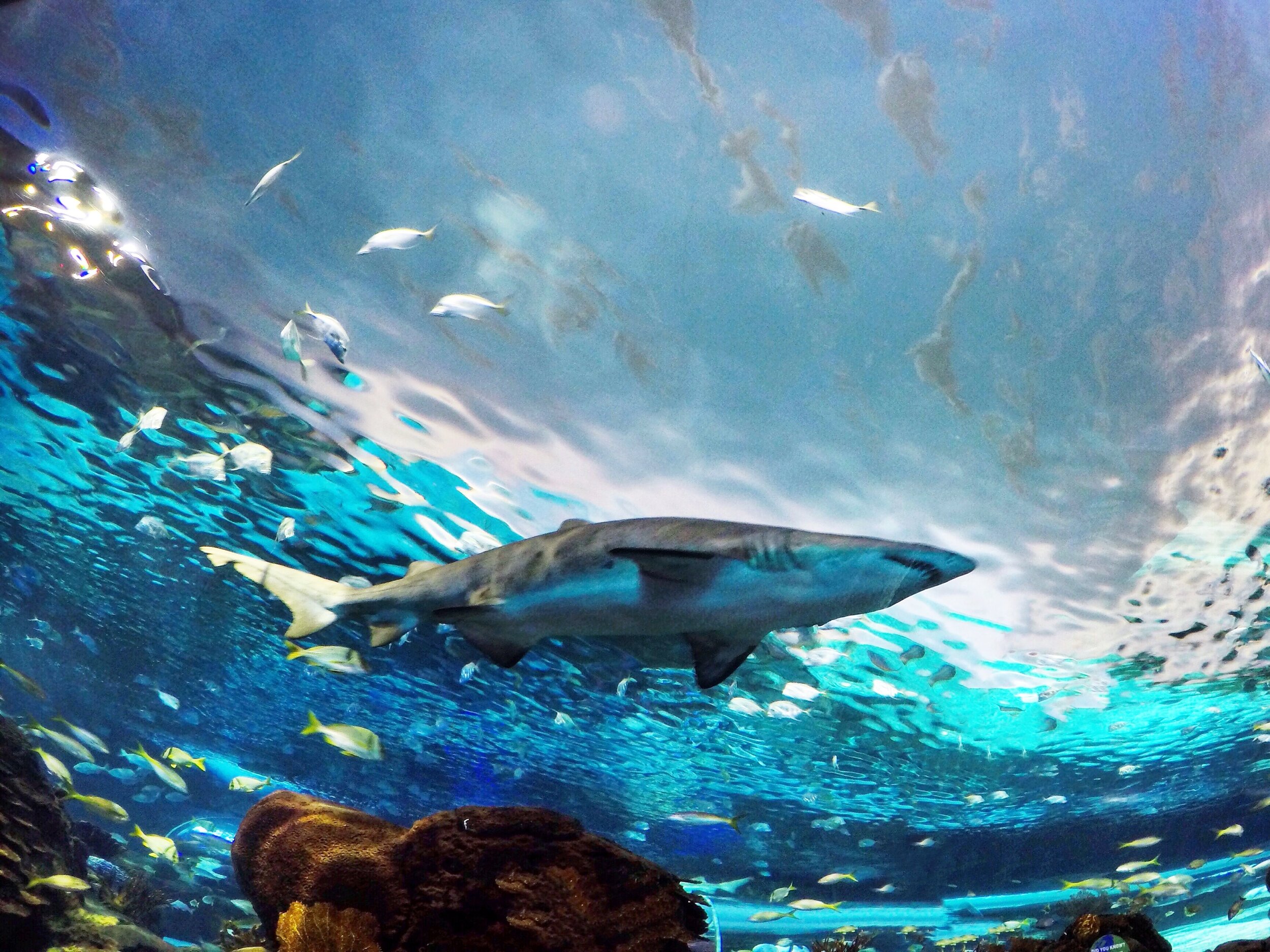 Ripley's Aquarium Shark - Toronto, Ontario, Canada