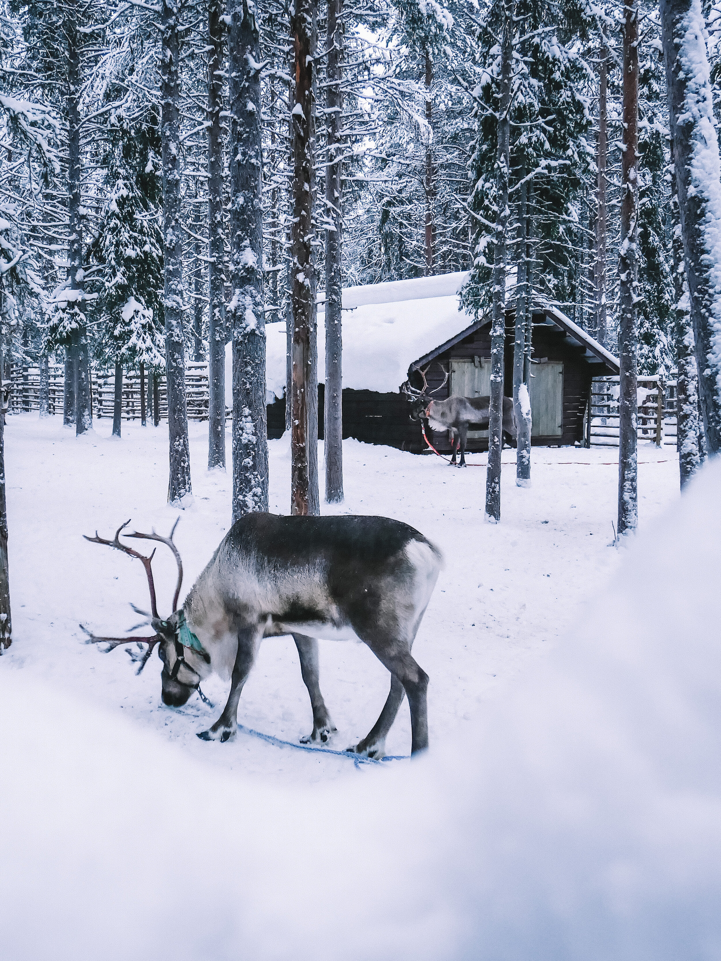 Kittila Reindeer - Lapland - Finland