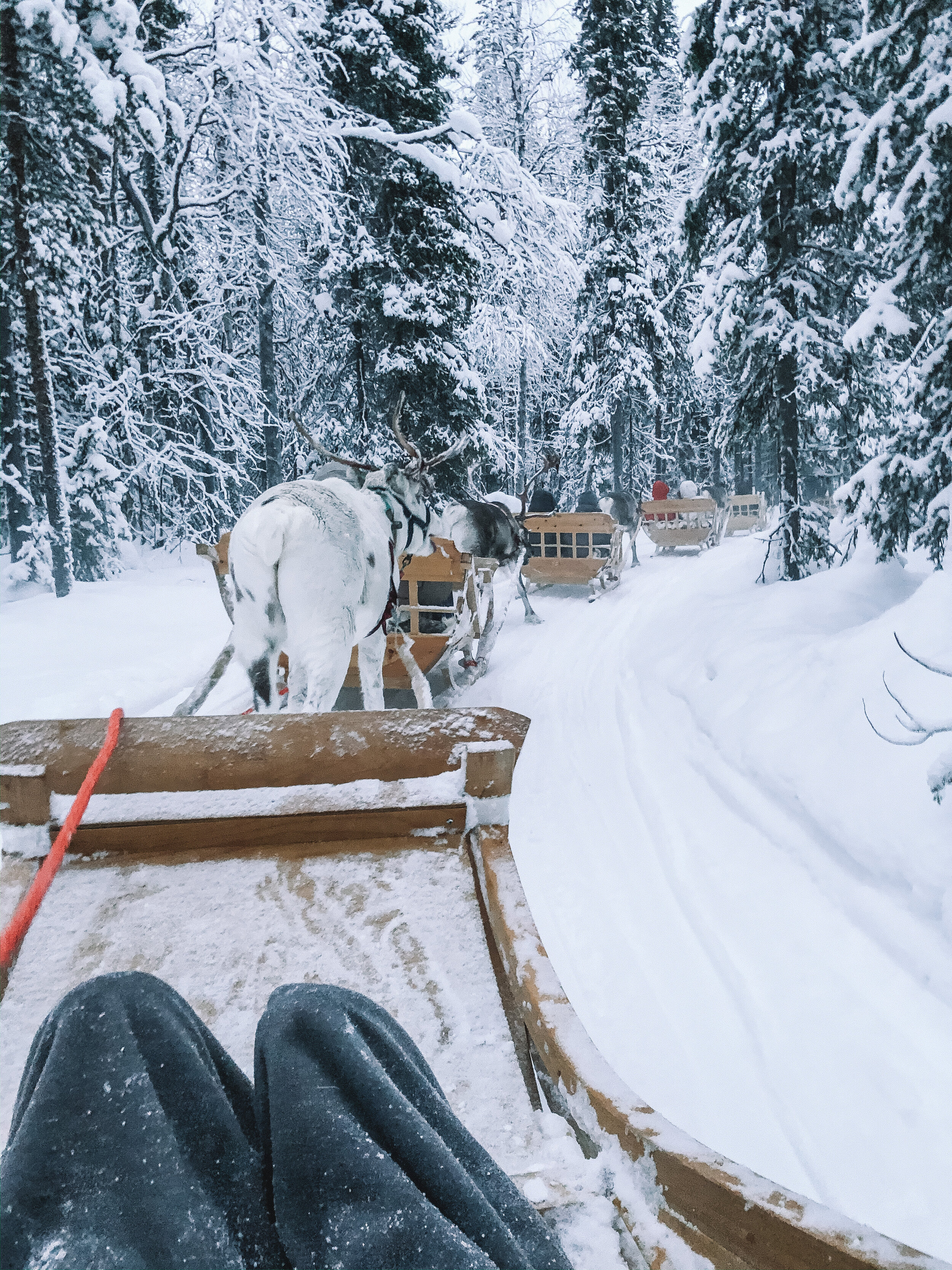 Kittila Reindeer Sleigh Experience - Lapland - Finland