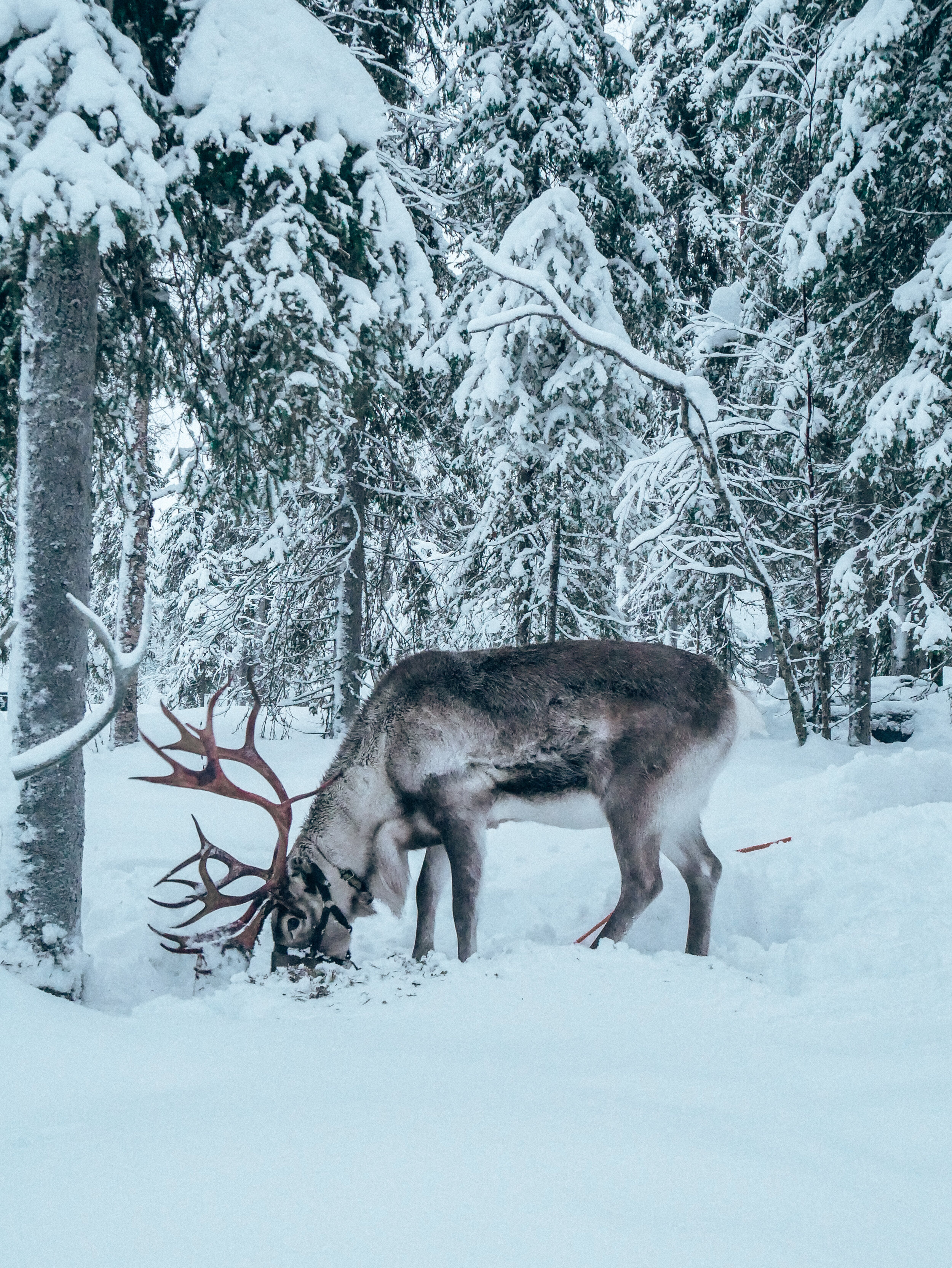 Reindeer - Lapland - Finland