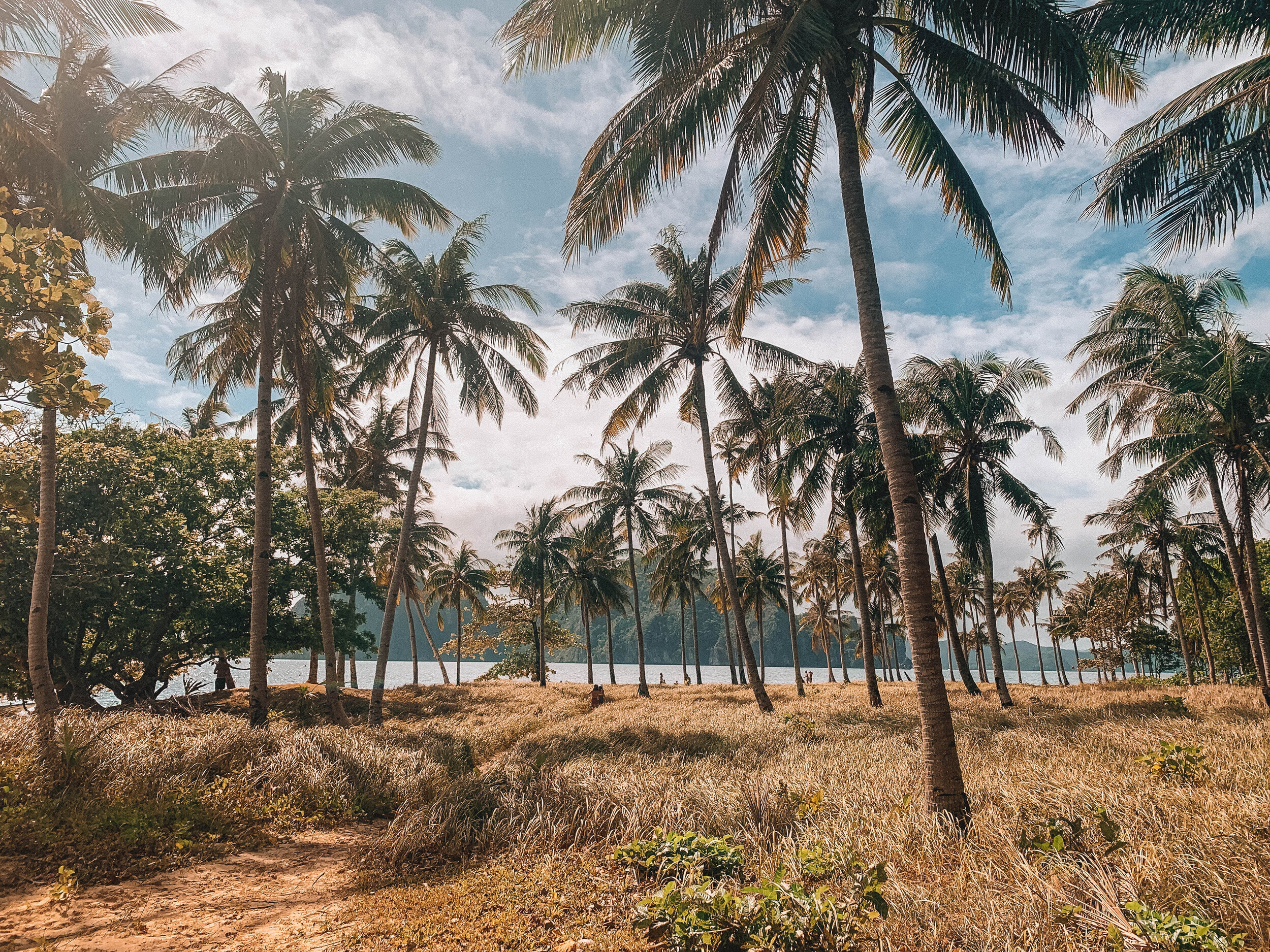 Les palmiers de Pinagbuyutan - Excursion B - El Nido - Ile de Palawan - Philippines