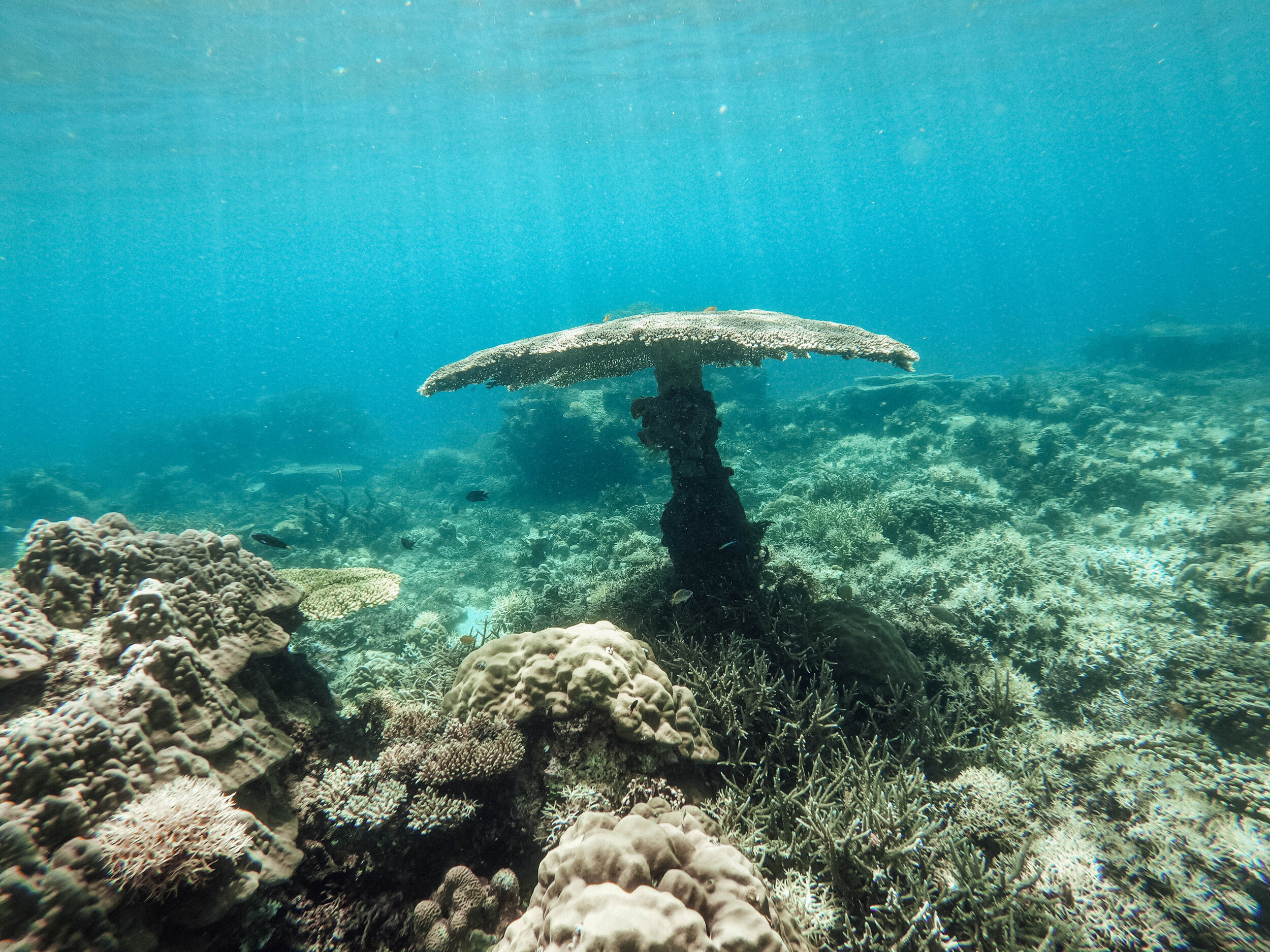 Un champignon sous-marin - Corail - Excursion D - El Nido - Ile de Palawan - Philippines