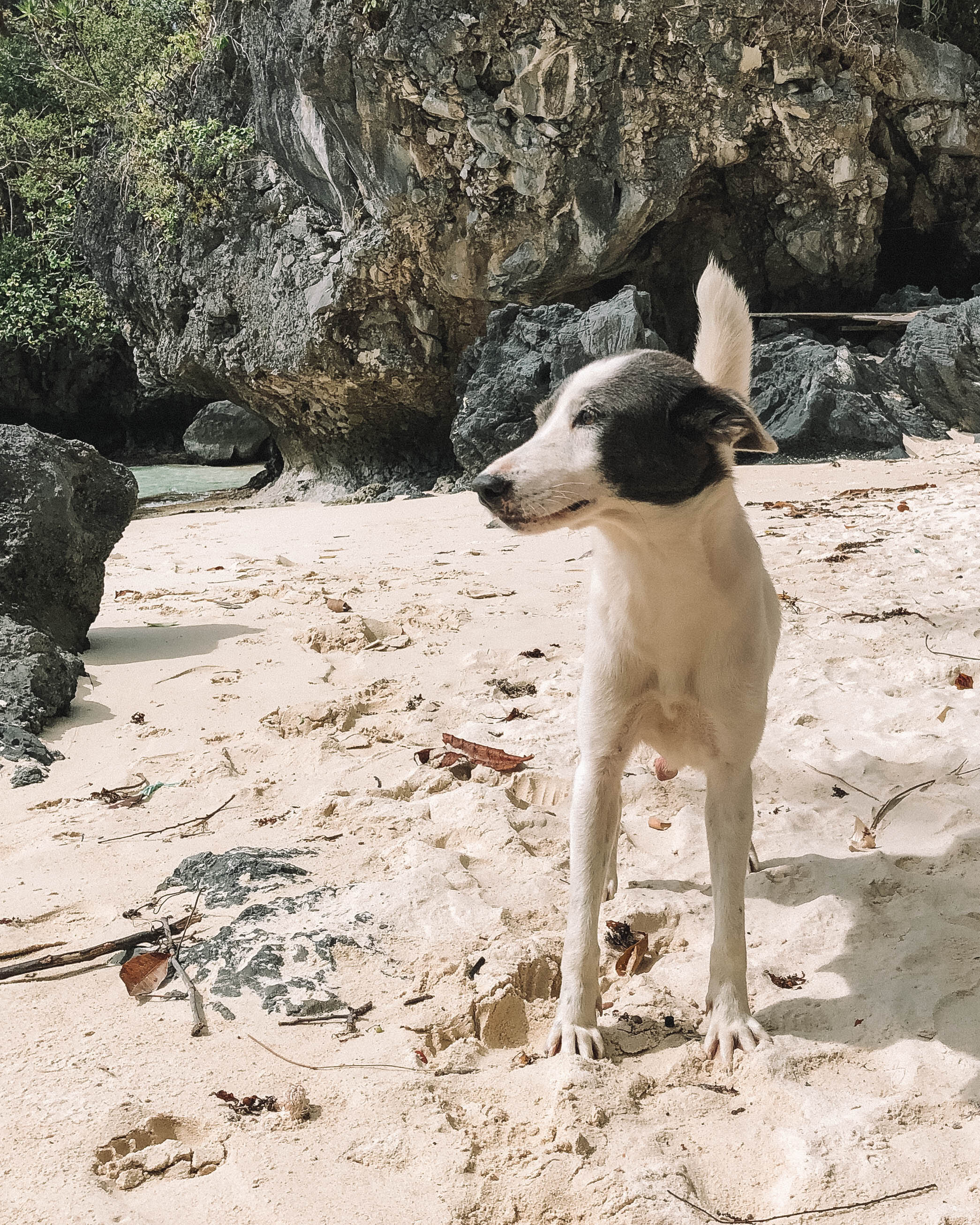 Notre ami le chien sur la plage de Pasandigan - Excursion D - El Nido - Ile de Palawan - Philippines