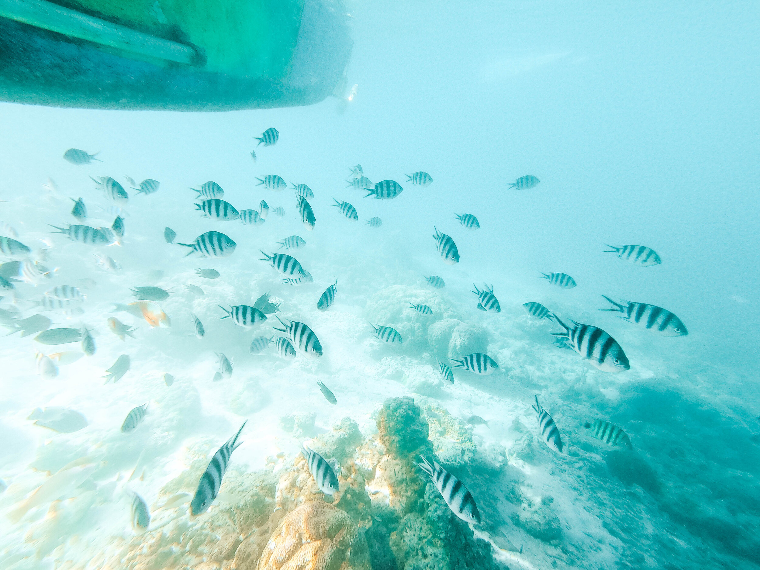 Malapascua Island - Coron - Philippines - GoPro Underwater