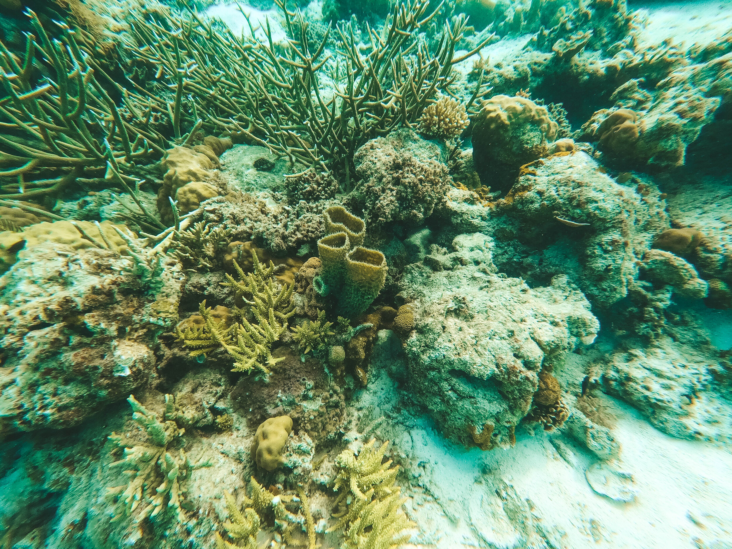 Ditaytayan Island - Coron - Philippines - GoPro Underwater