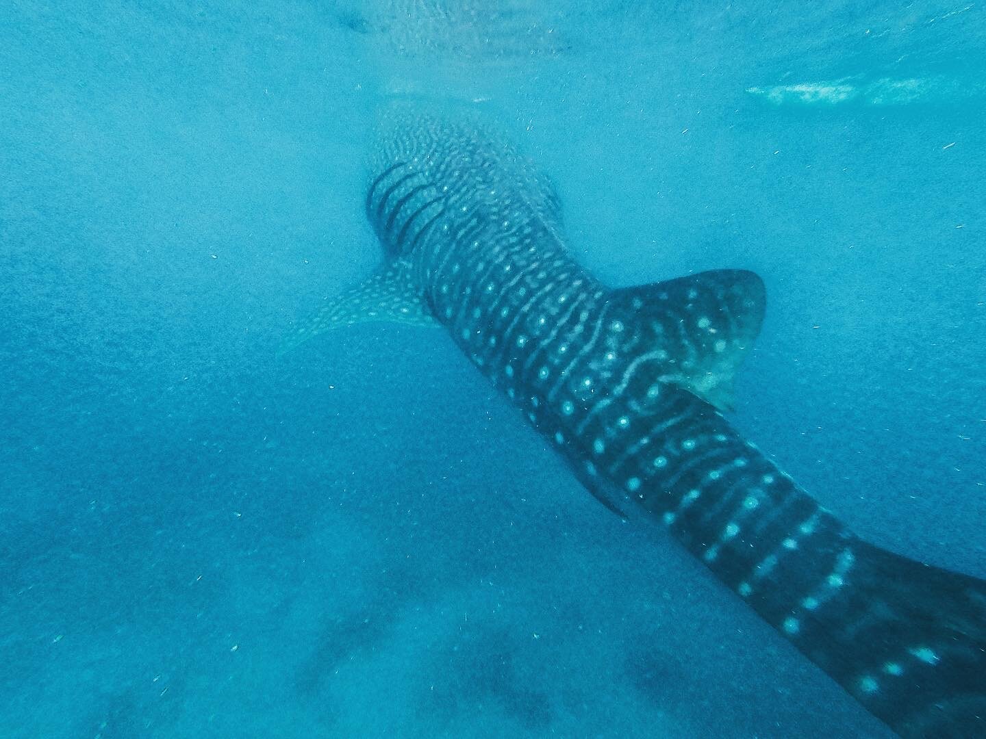 Oslob Whale Sharks - Cebu Island - Philippines