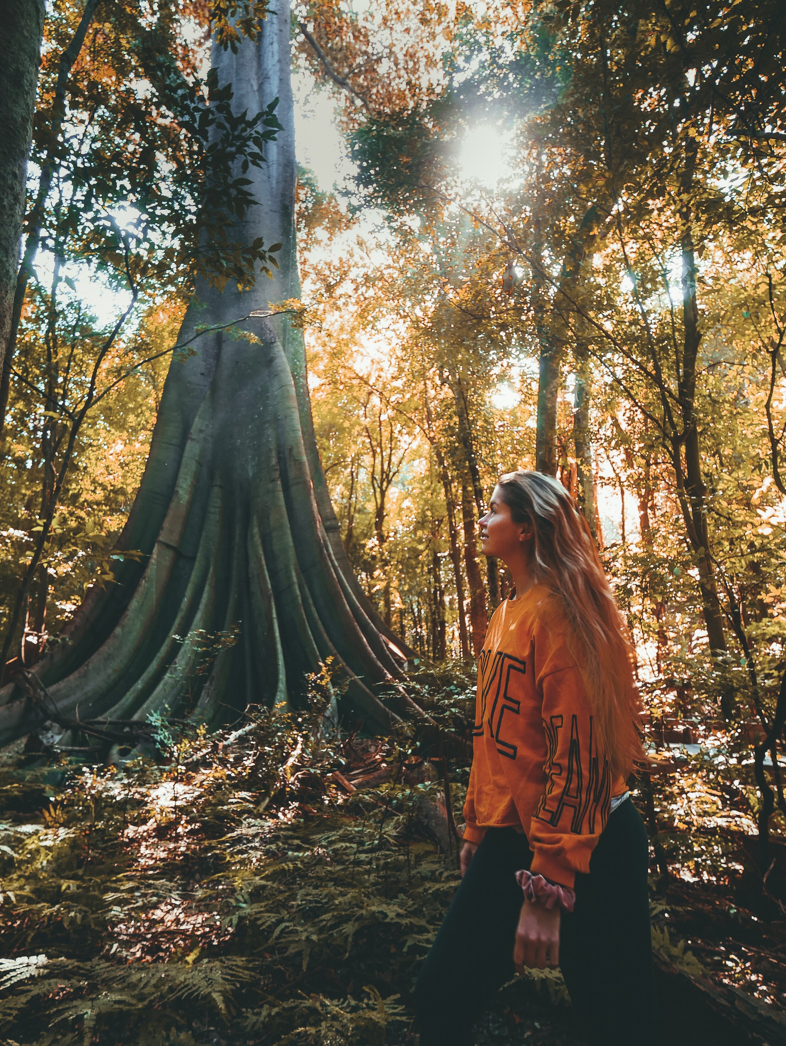 Beautiful old tree - Wingham Brush Nature Reserve - Manning Valley - Barrington Coast - New South Wales (NSW) - Australia