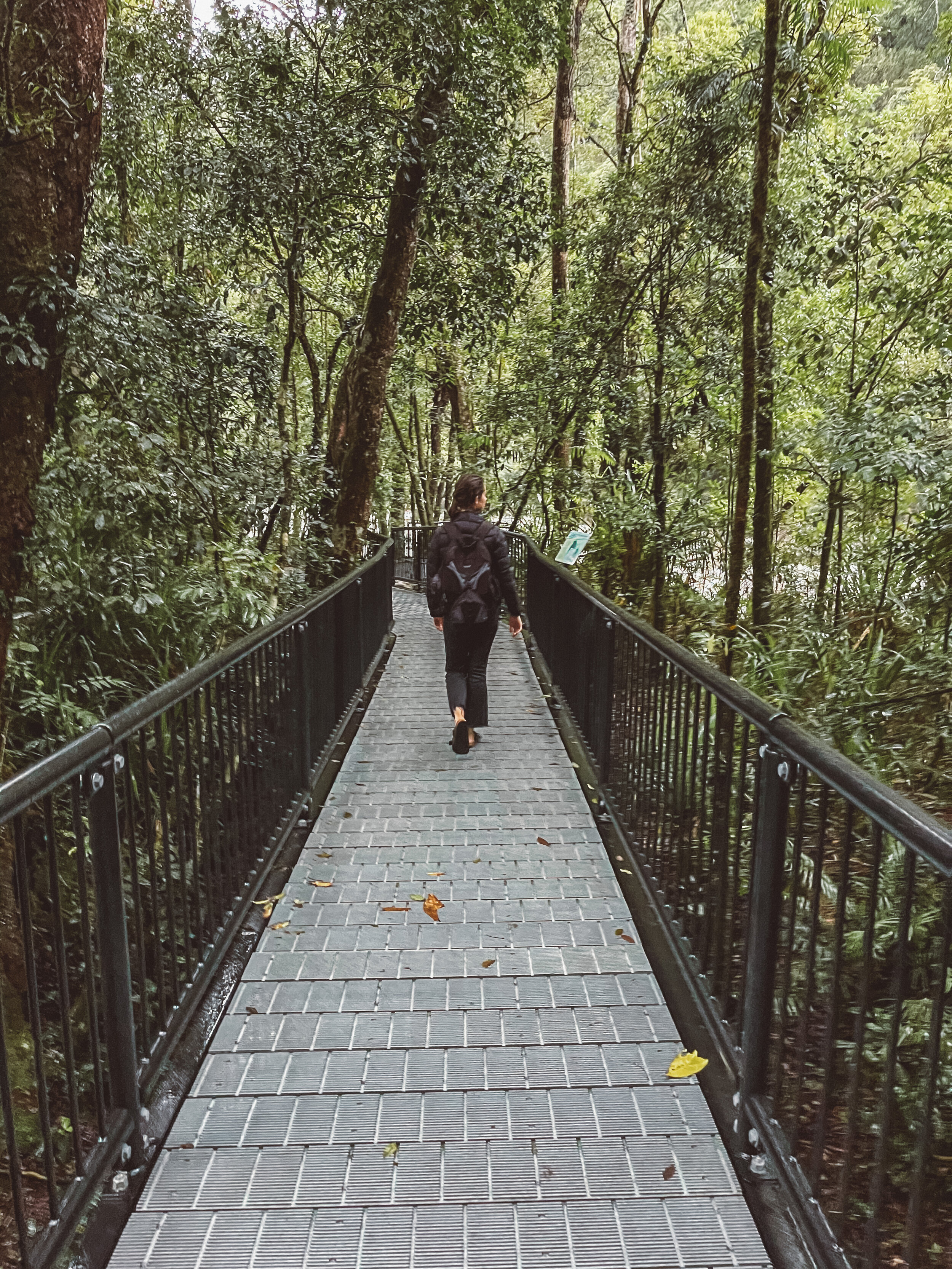 Rainforest boardwalk at Mossman Gorge - Port Douglas - Tropical North Queensland (QLD) - Australia