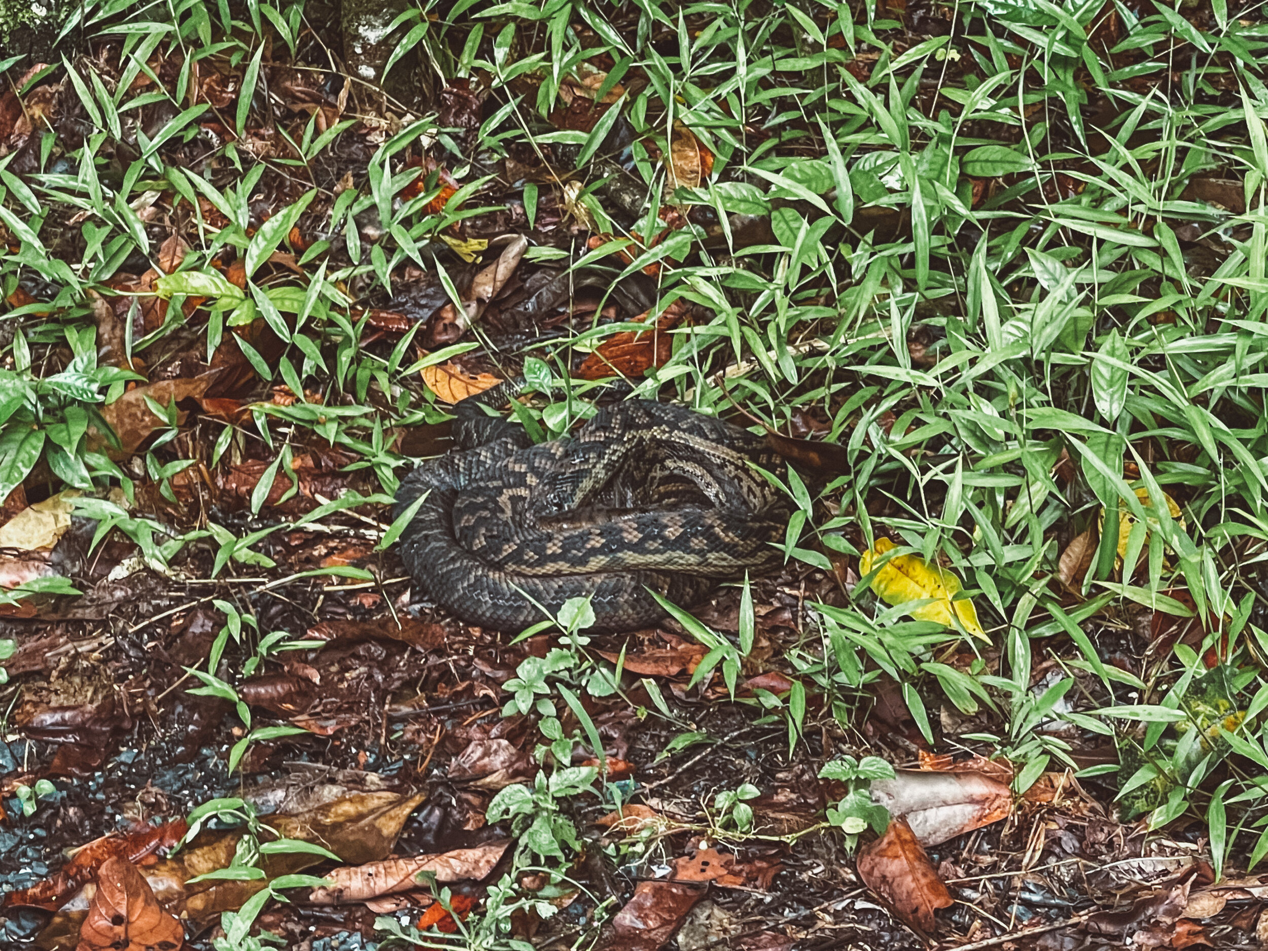 Un python dans la forêt - Mossman Gorge - Port Douglas - Tropical North Queensland (QLD) - Australie