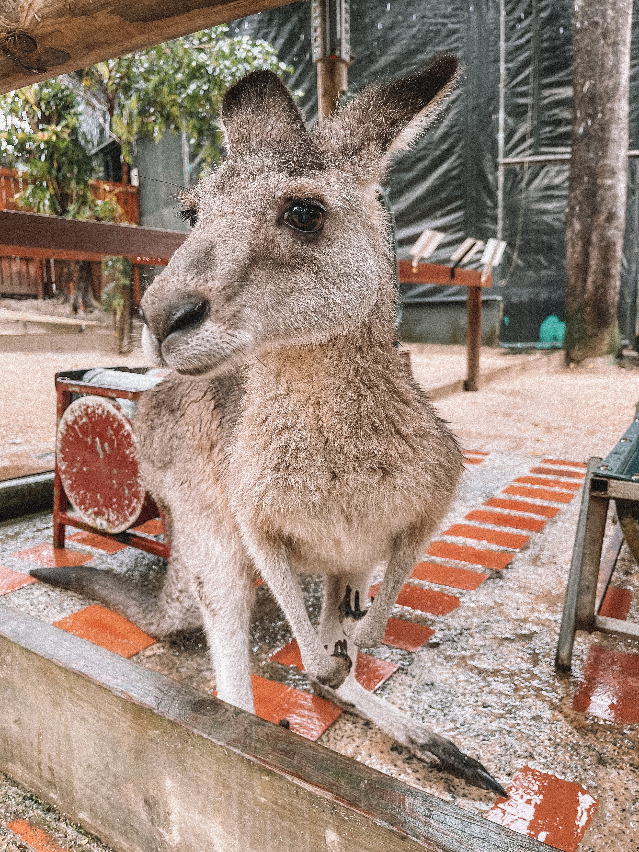 A hungry kangaroo at Karunda Koala Sanctuary - Cairns - Tropical North Queensland (QLD) - Australia