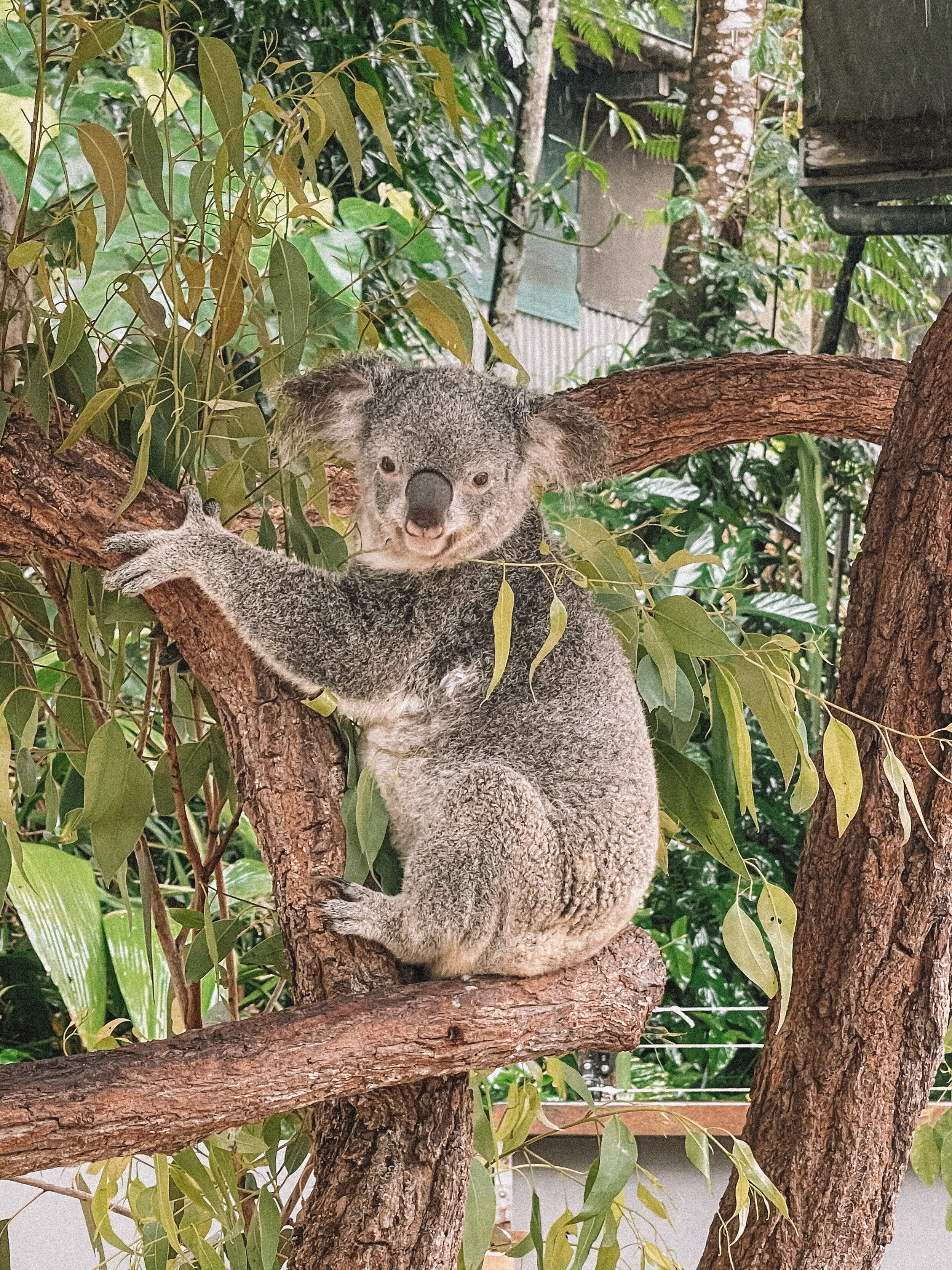 Un joli koala au sanctuaire de Karunda - Cairns - Tropical North Queensland (QLD) - Australie