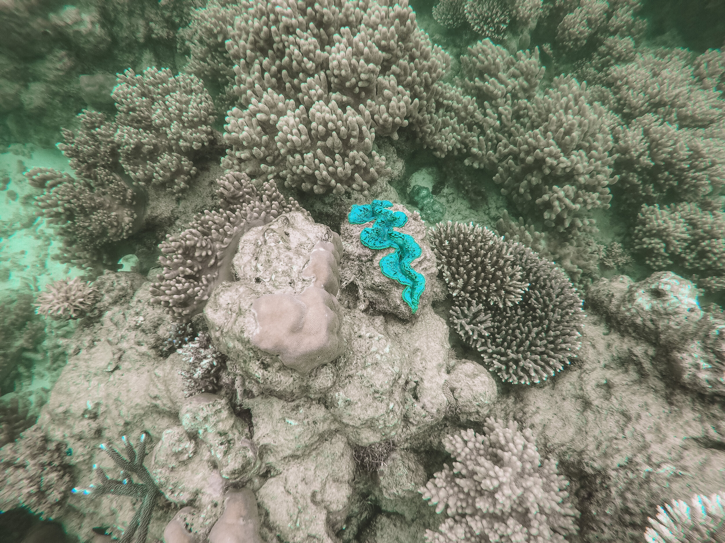 Une coquille Saint-Jacques pendant la plongée - Mackay Reef - Cape Tribulation - Tropical North Queensland (QLD) - Australie