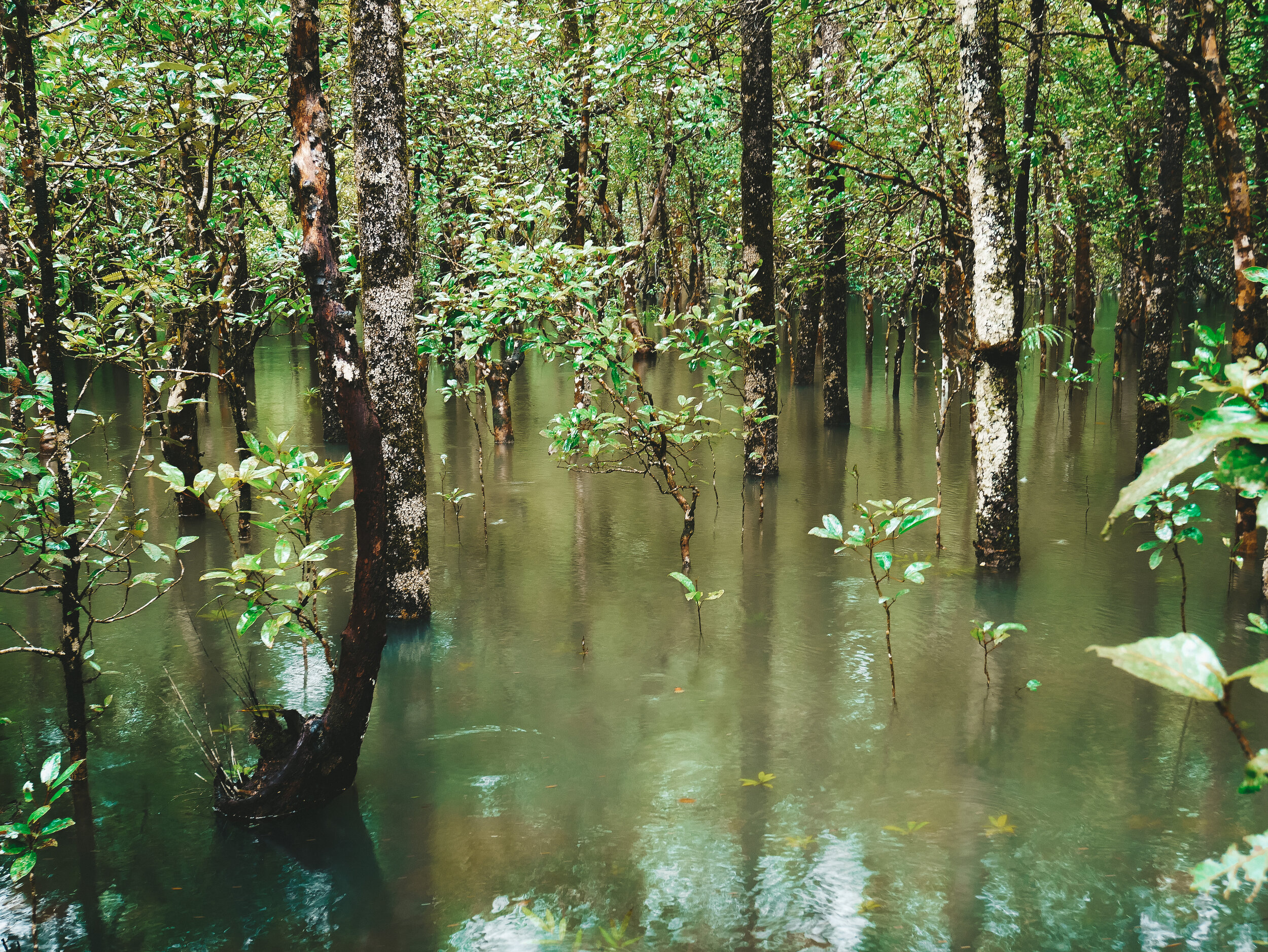 The swamp - Marrjda Boardwalk - Cape Tribulation - Tropical North Queensland (QLD) - Australia