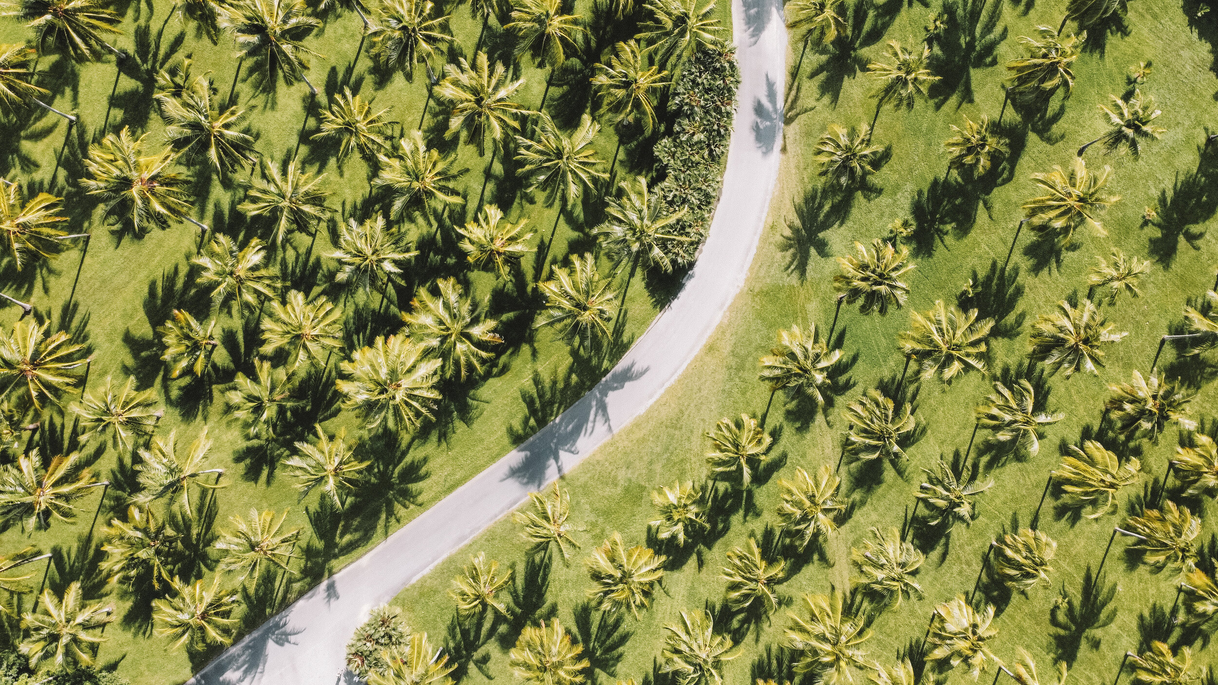 Drone Shot of Thala Beach Reserve Palm Trees - Tropical North Queensland (QLD) - Australia