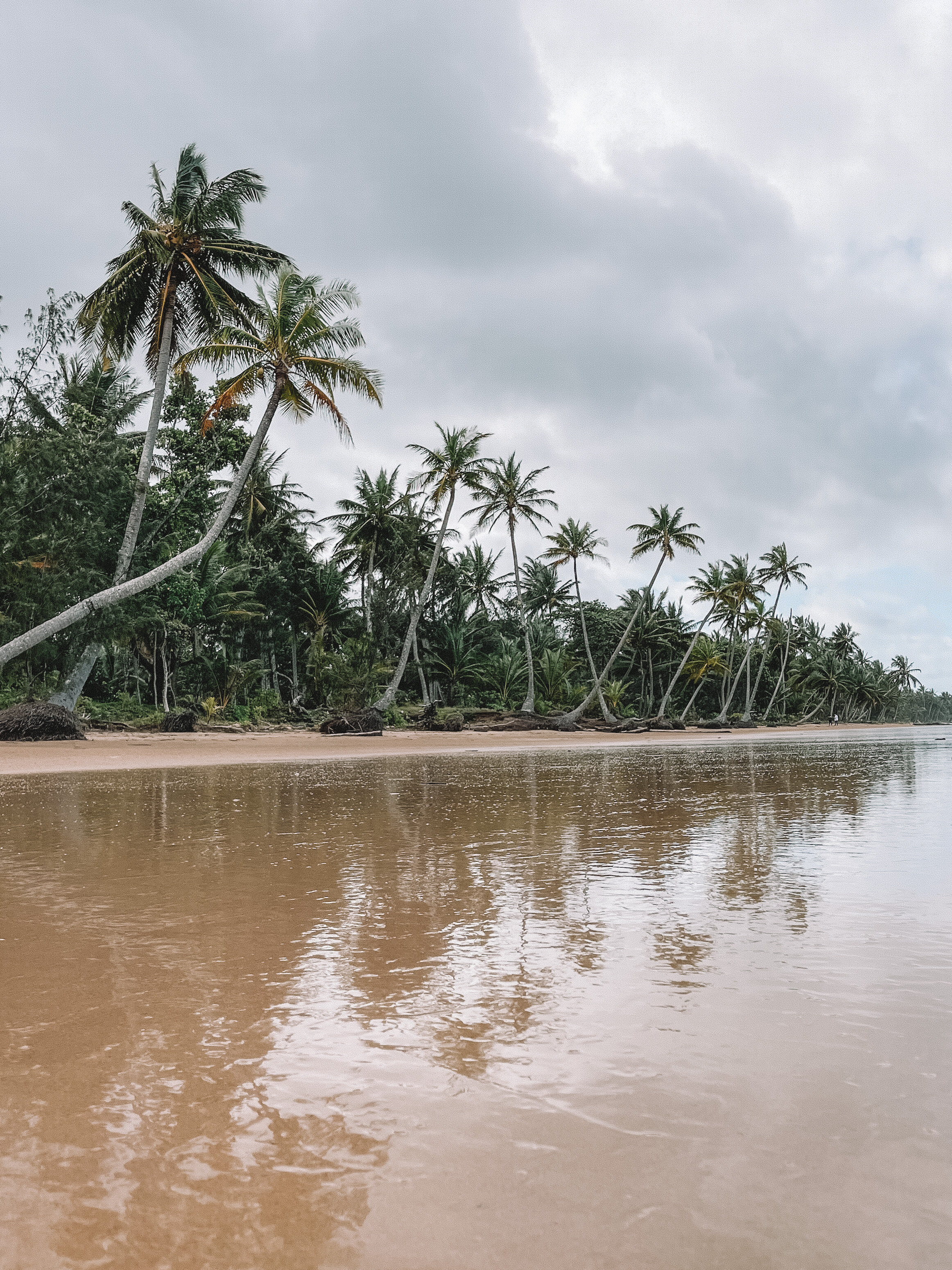 Réflection des palmiers sur le sable mouillé - Mission Beach - Tropical North Queensland (QLD) - Australie