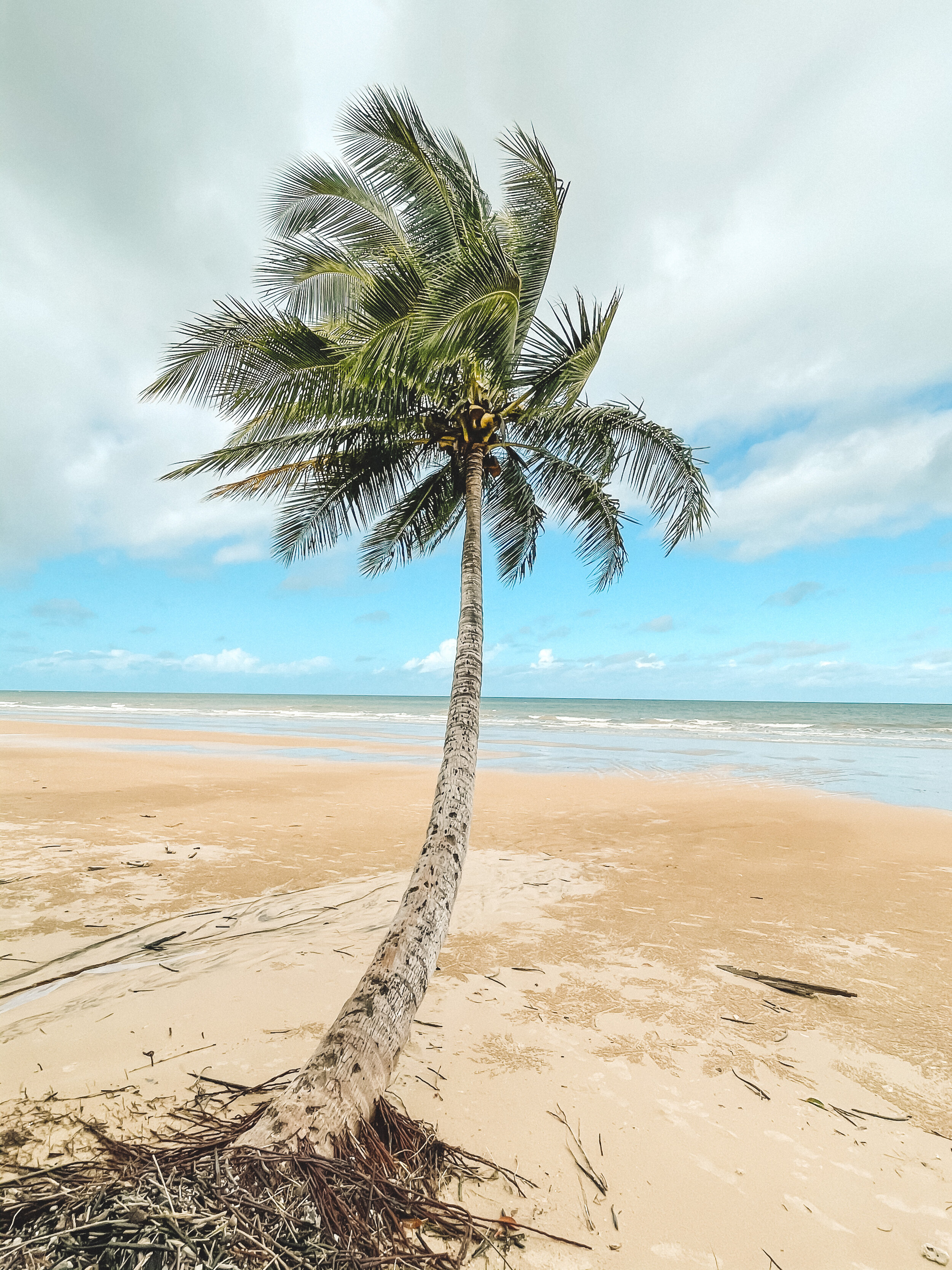 Palm Tree at Mission Beach - Tropical North Queensland (QLD) - Australia
