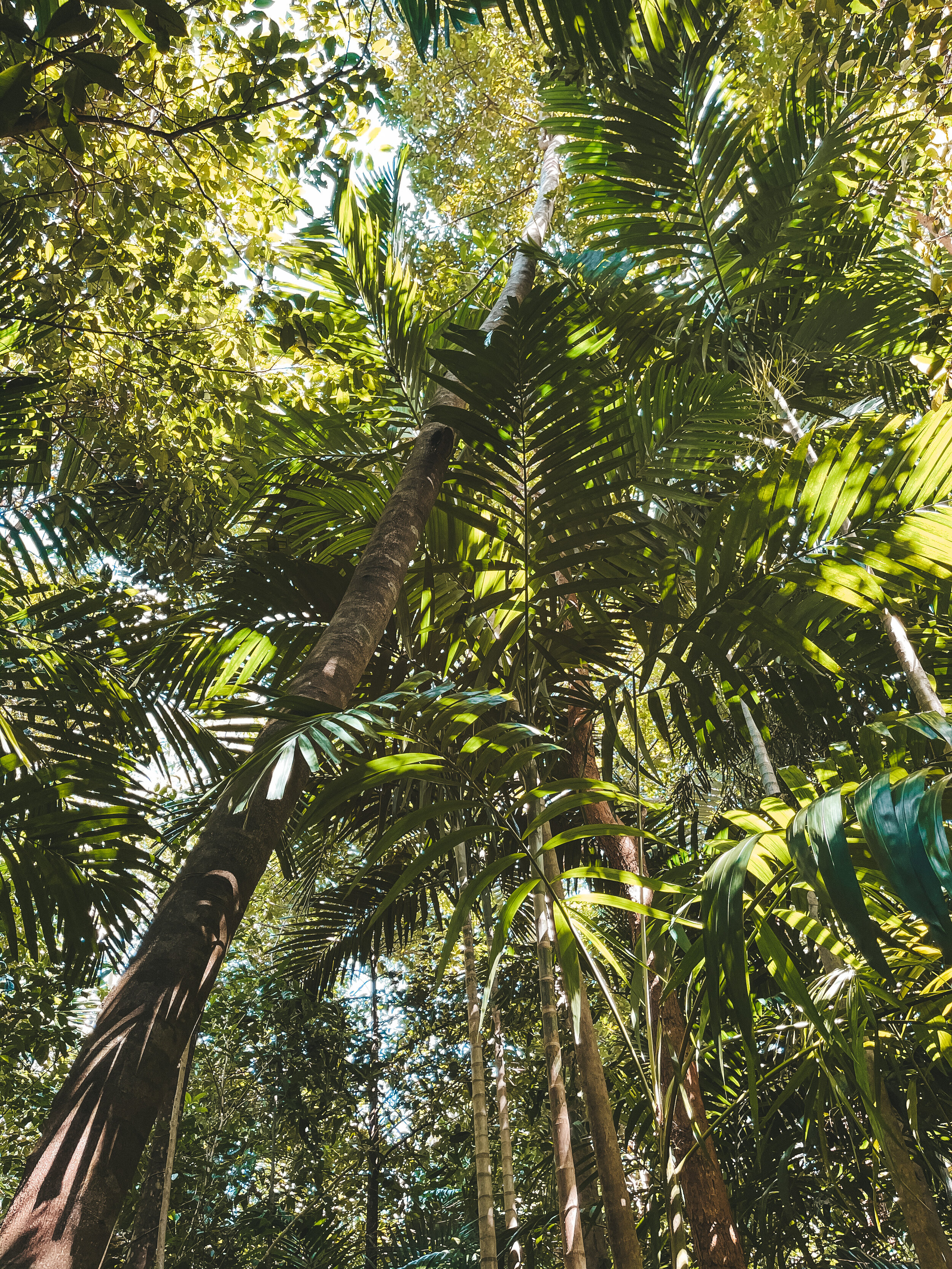 Les palmiers et les rayons de soleil - Hinchinbrook Island - Tropical North Queensland (QLD) - Australie