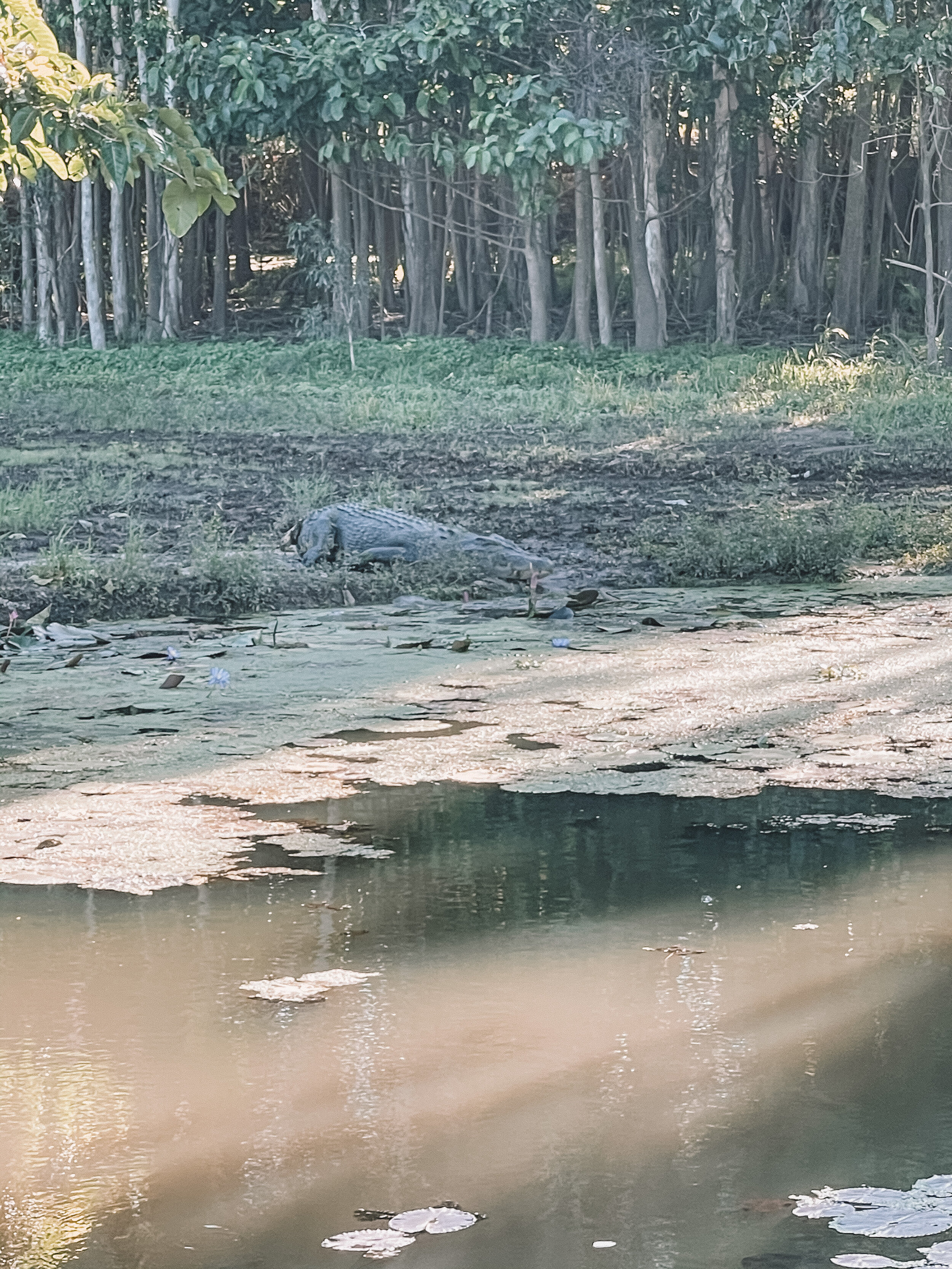 A 17foot long Crocodile near Lucinda - Tropical North Queensland (QLD) - Australia