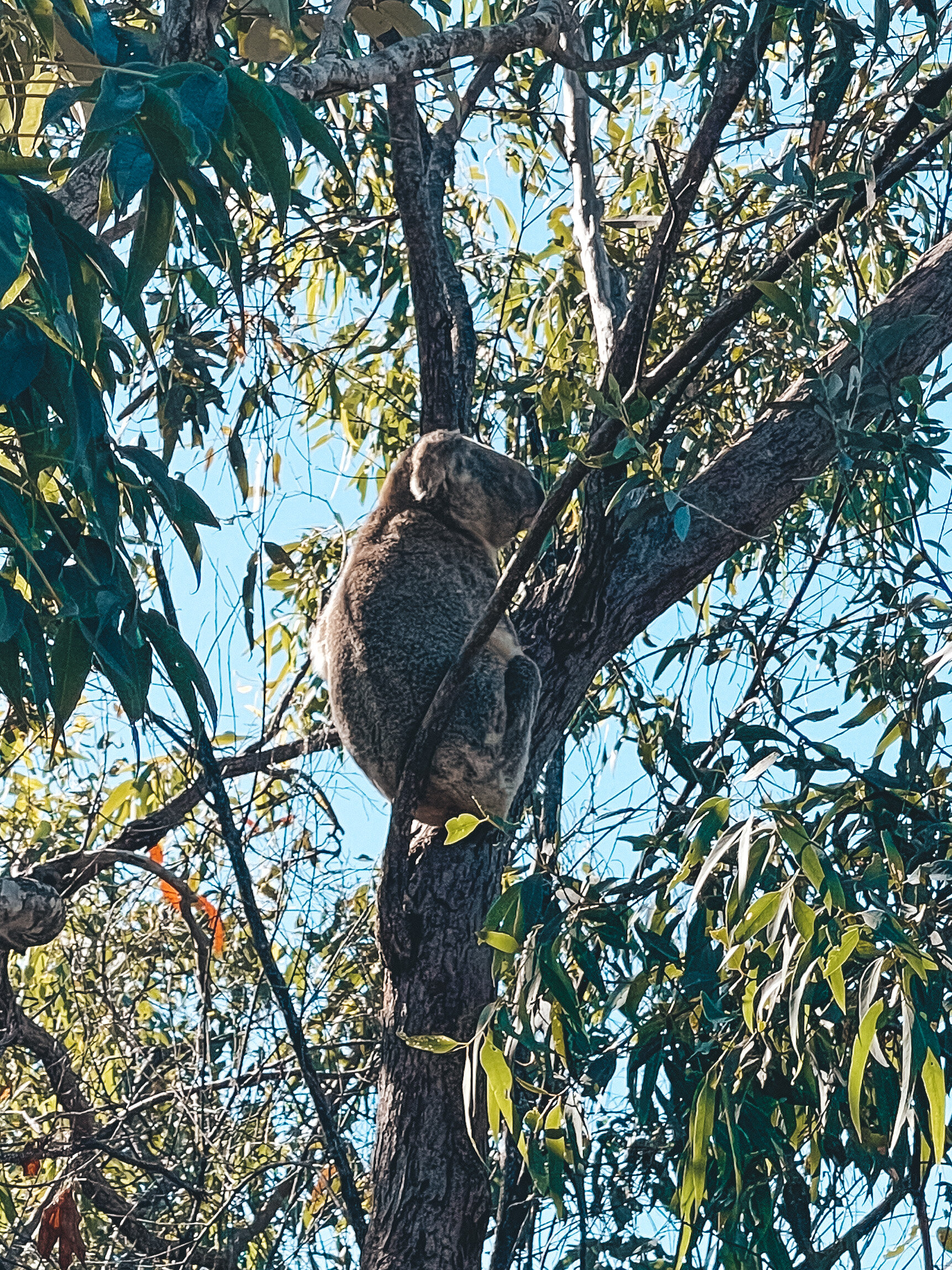 Hungry Koala - The Forts - Magnetic Island (Maggie) - Townsville - Tropical North Queensland (QLD) - Australia