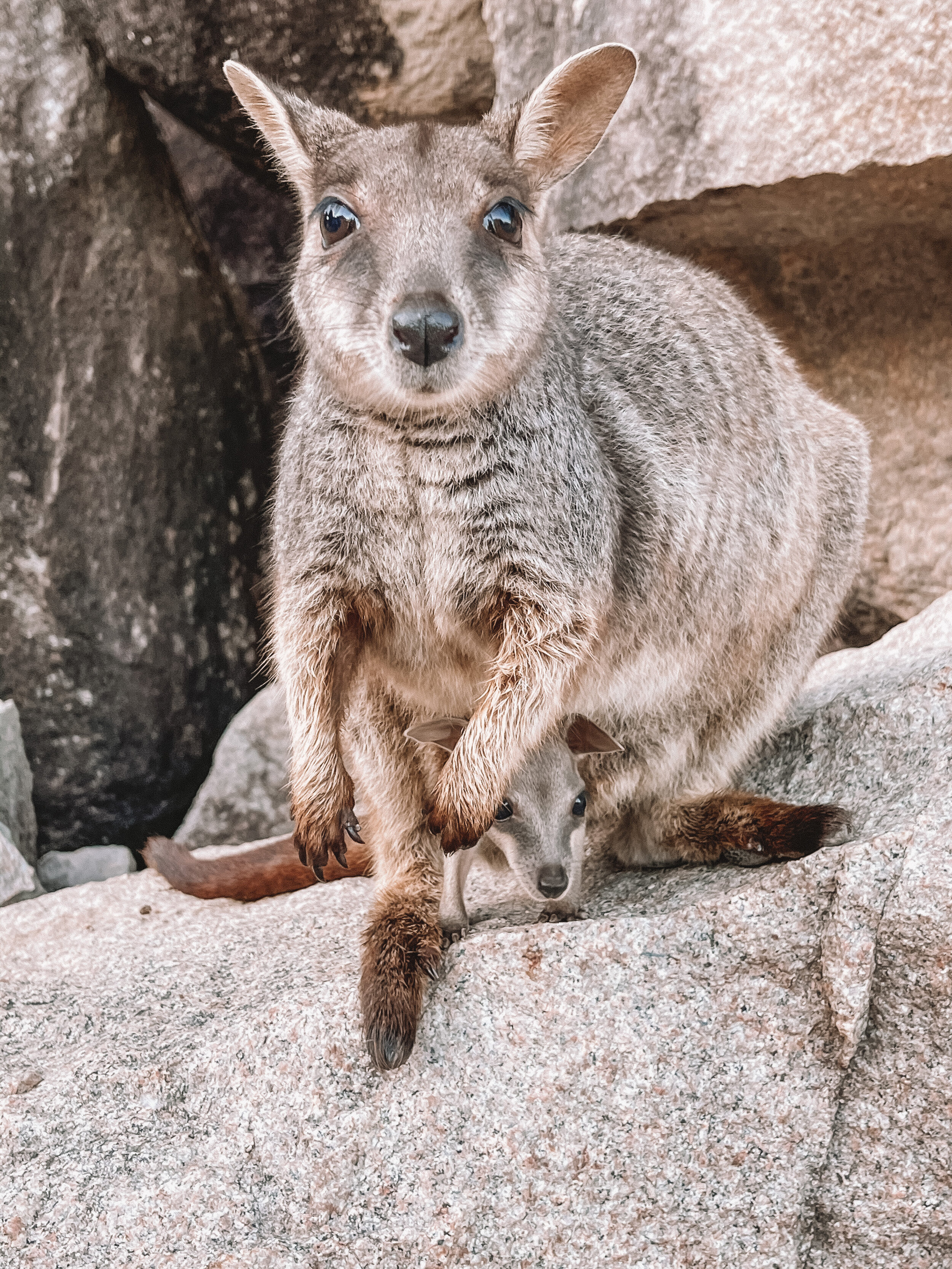 Rock wallaby and baby joey in its pouch - Geoffrey Bay - Magnetic Island (Maggie) - Townsville - Tropical North Queensland (QLD) - Australia