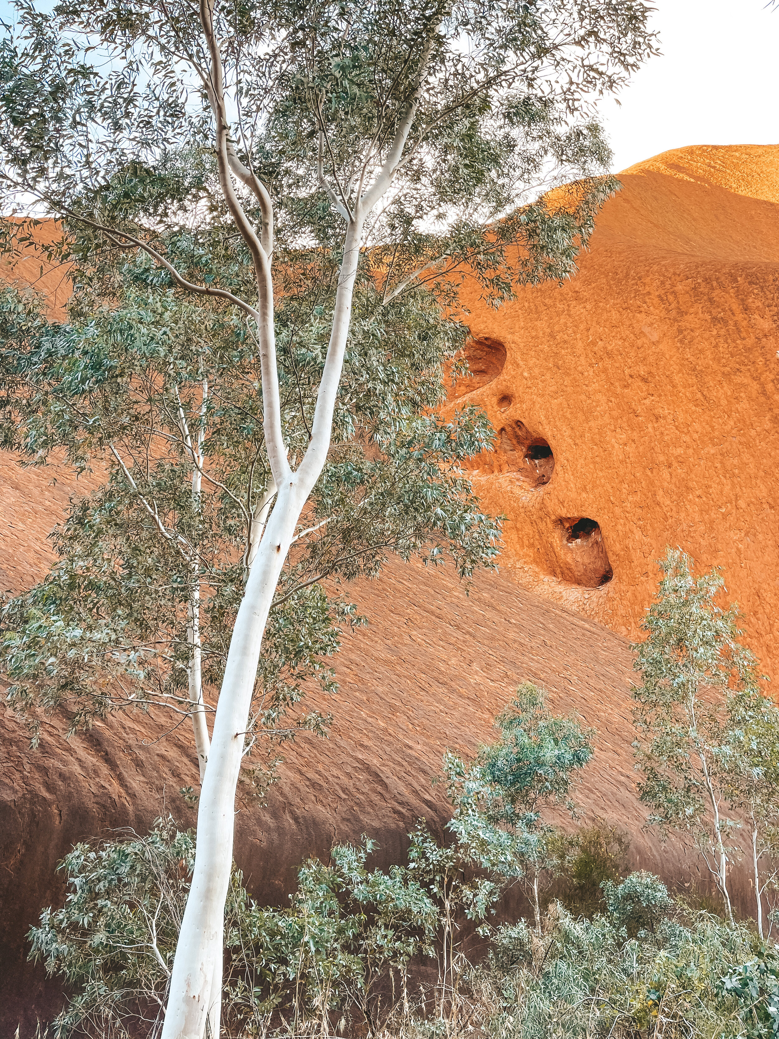 Kuniya Walk and eucalyptus tree - Uluru - Northern Territory - Australia