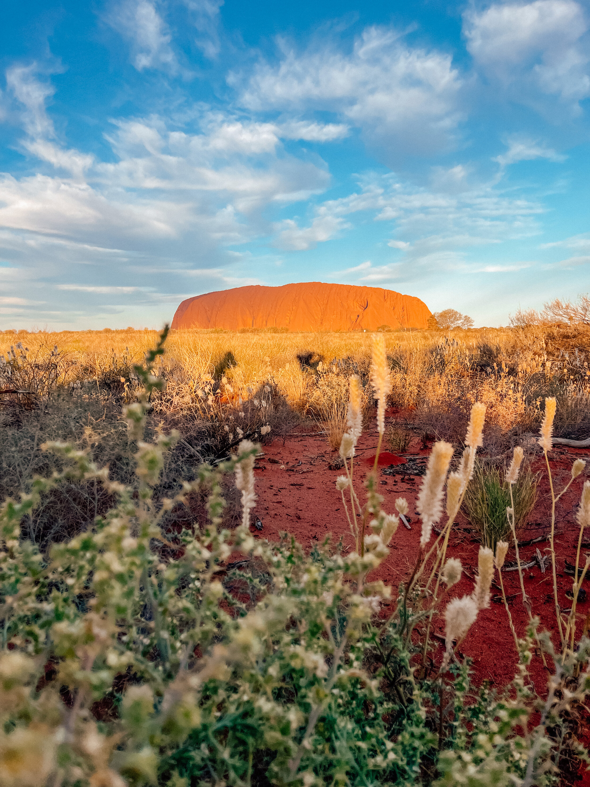 Sun reflections and mulla mulla - Uluru - Northern Territory - Australia