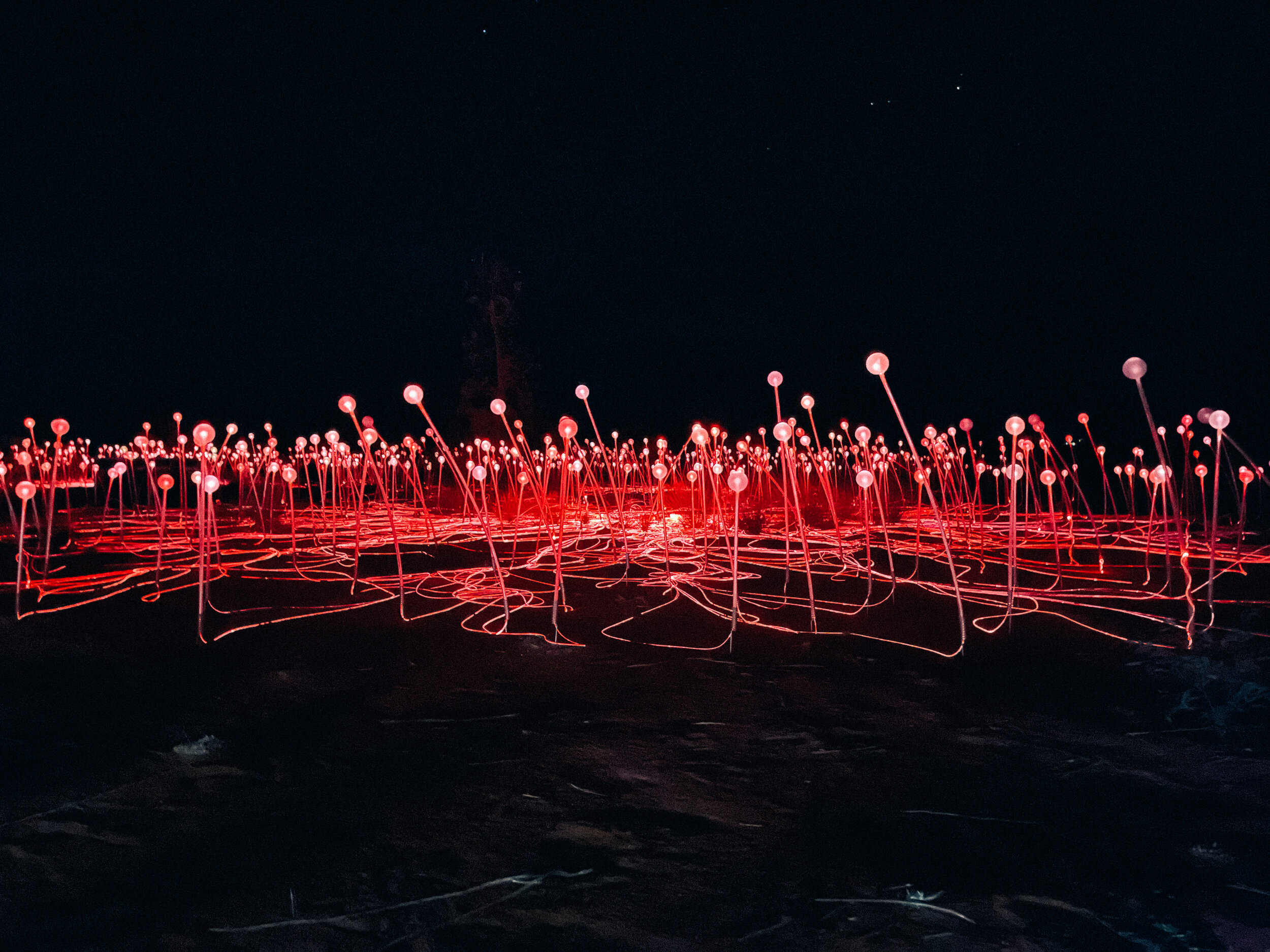 Red Lights - Field of Light - Uluru - Northern Territory - Australia
