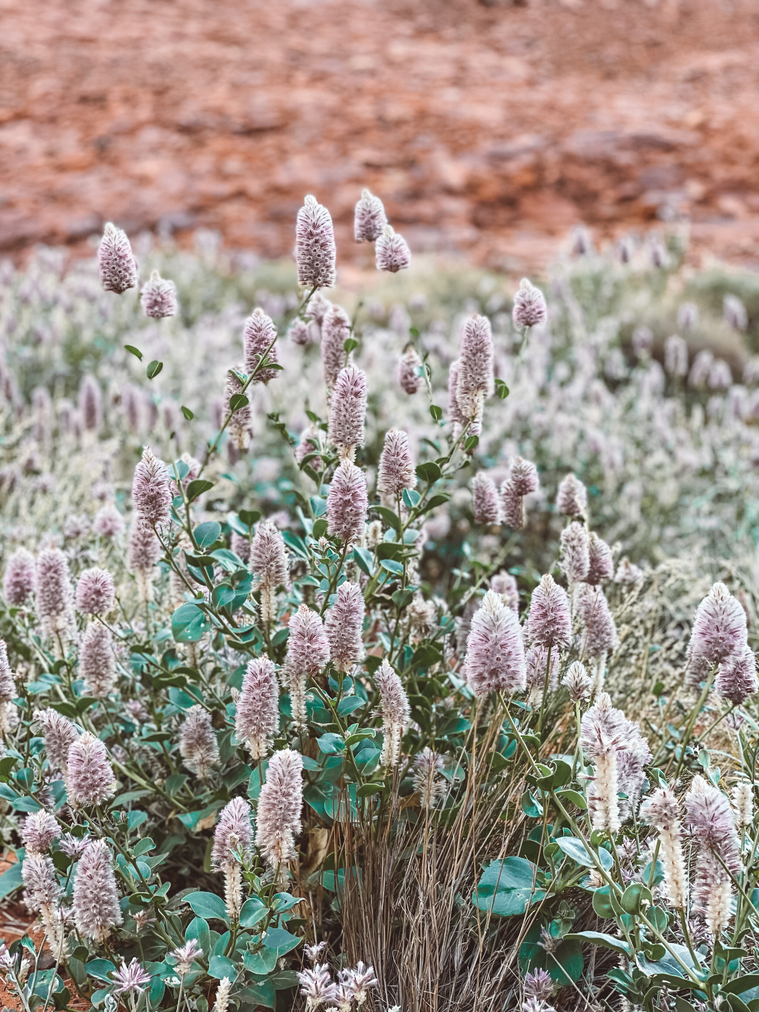 Mulla Mulla flower - Mala Gorge - Kata Tjuta - Uluru - Northern Territory - Australia