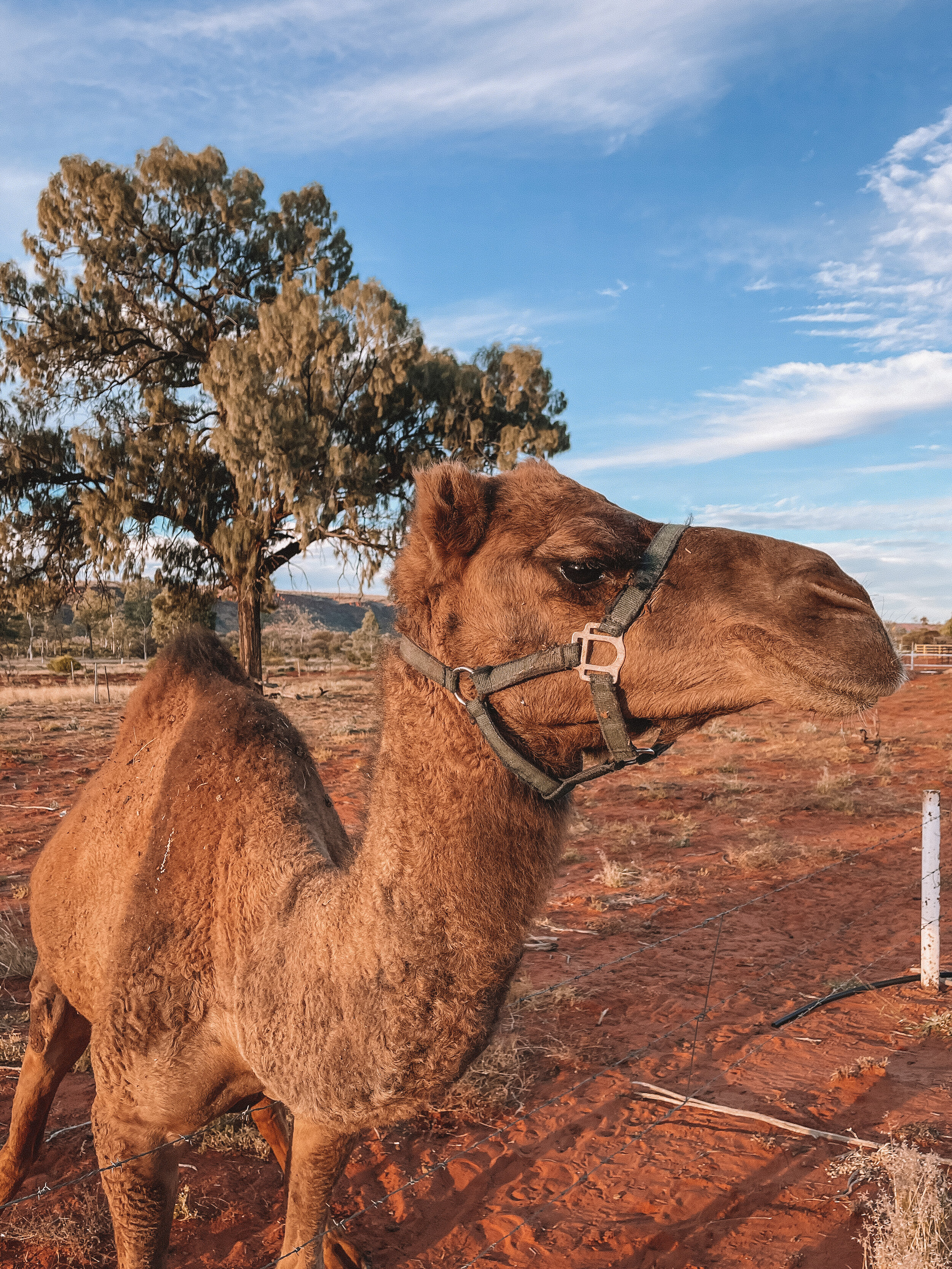 Camel farm - Kings Creek Station - Petermann - Northern Territory - Australia