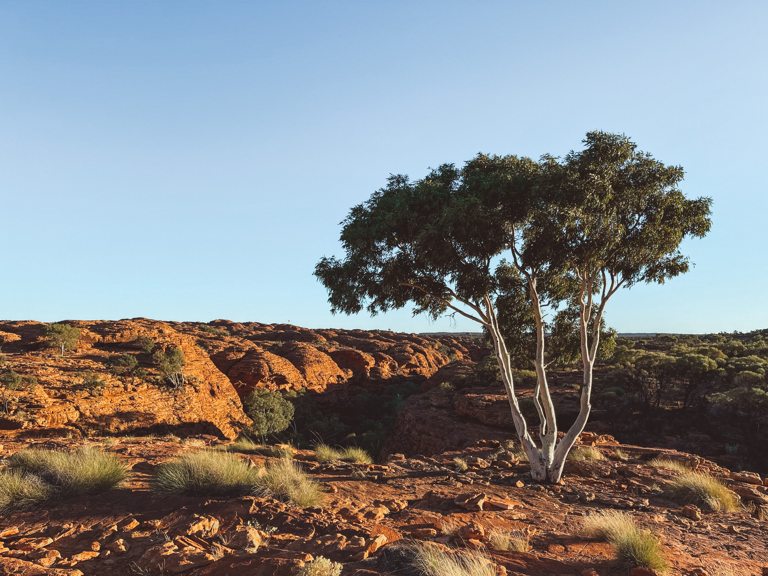 Solitary Tree - Kings Canyon - Rim Walk - Petermann - Northern Territory - Australia