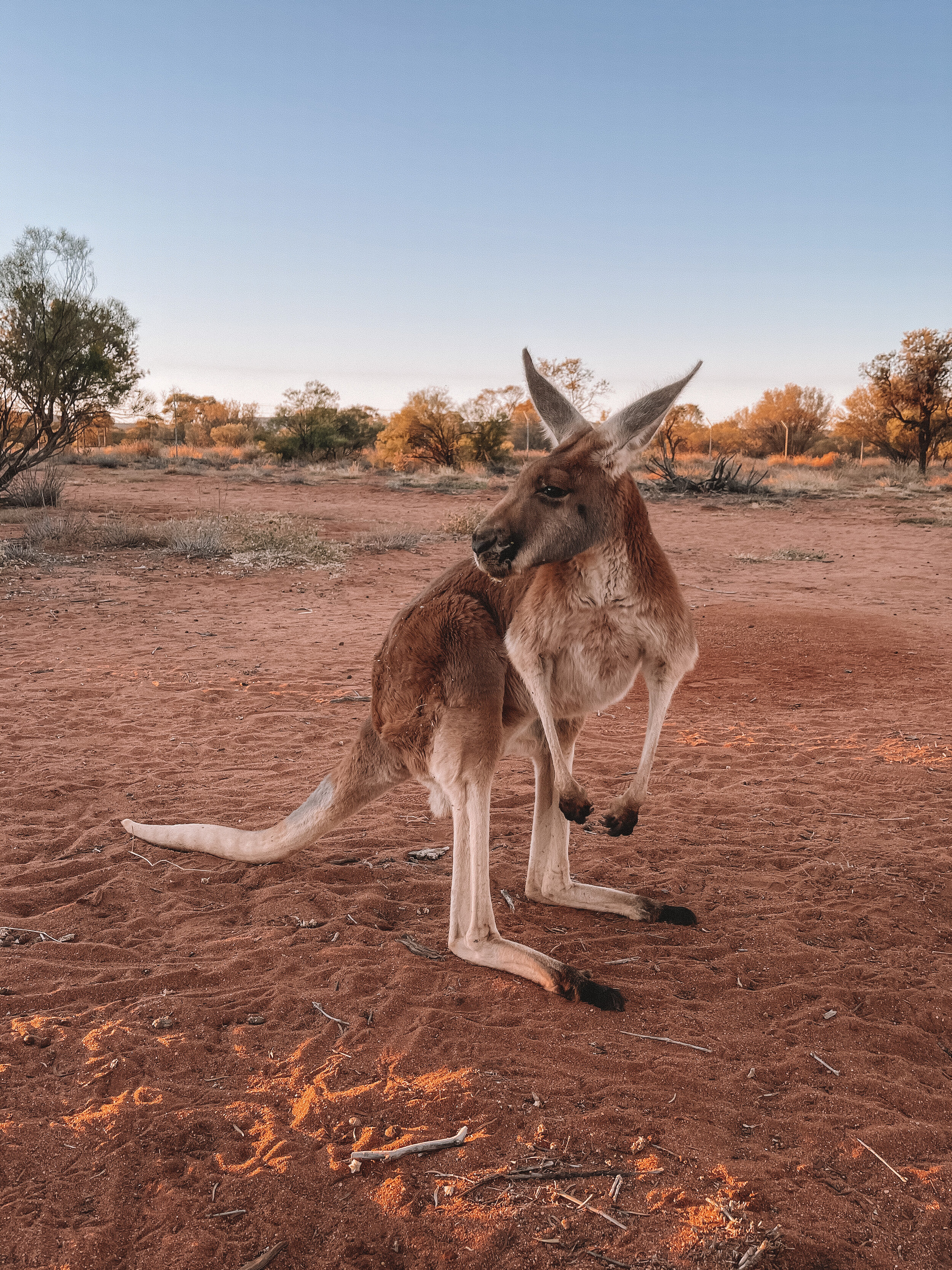 Beautiful hungry kangaroo - The Kangaroo Sanctuary - Alice Springs - Northern Territory - Australia