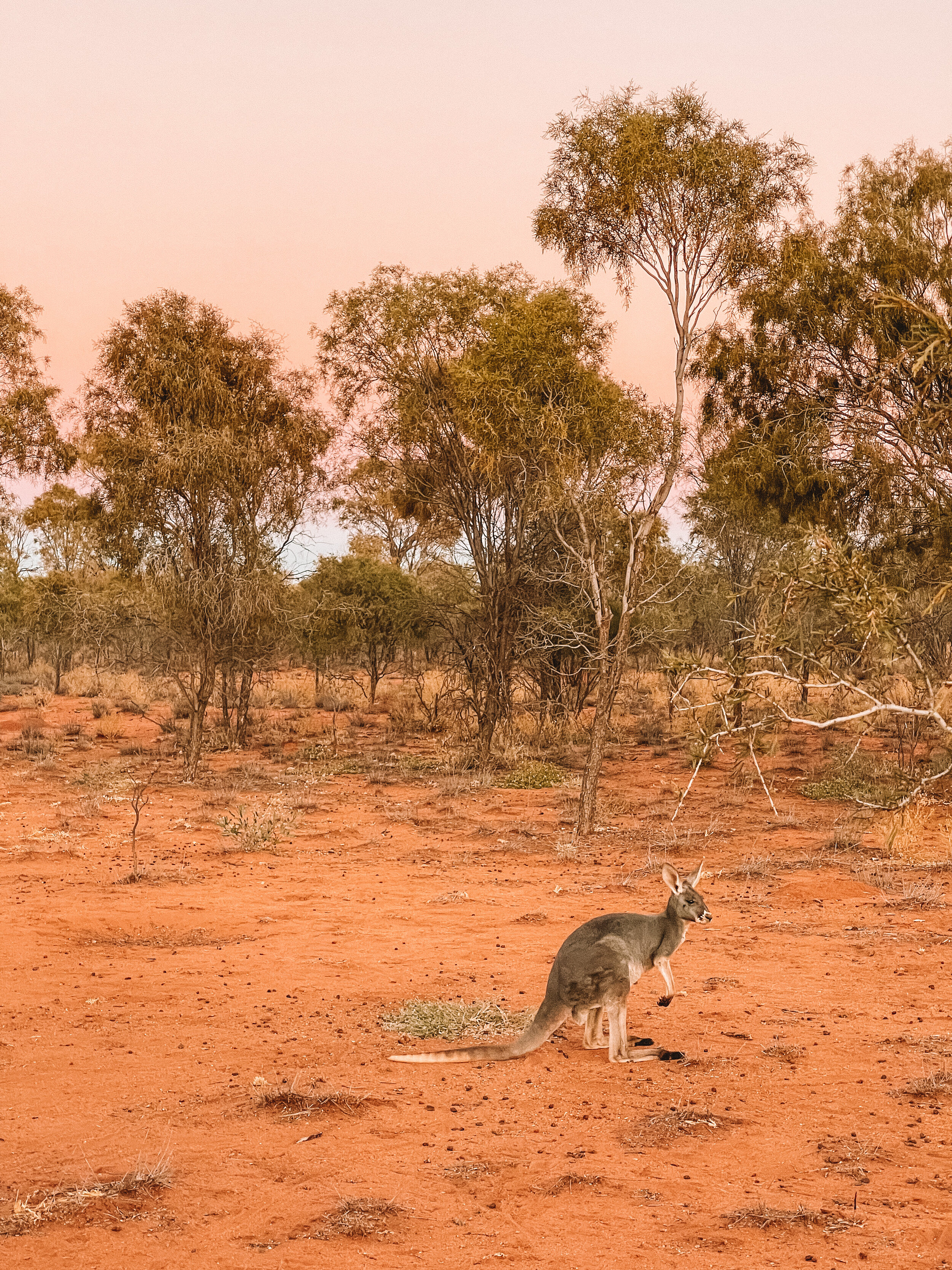 Pastel sunset - The Kangaroo Sanctuary - Alice Springs - Northern Territory - Australia
