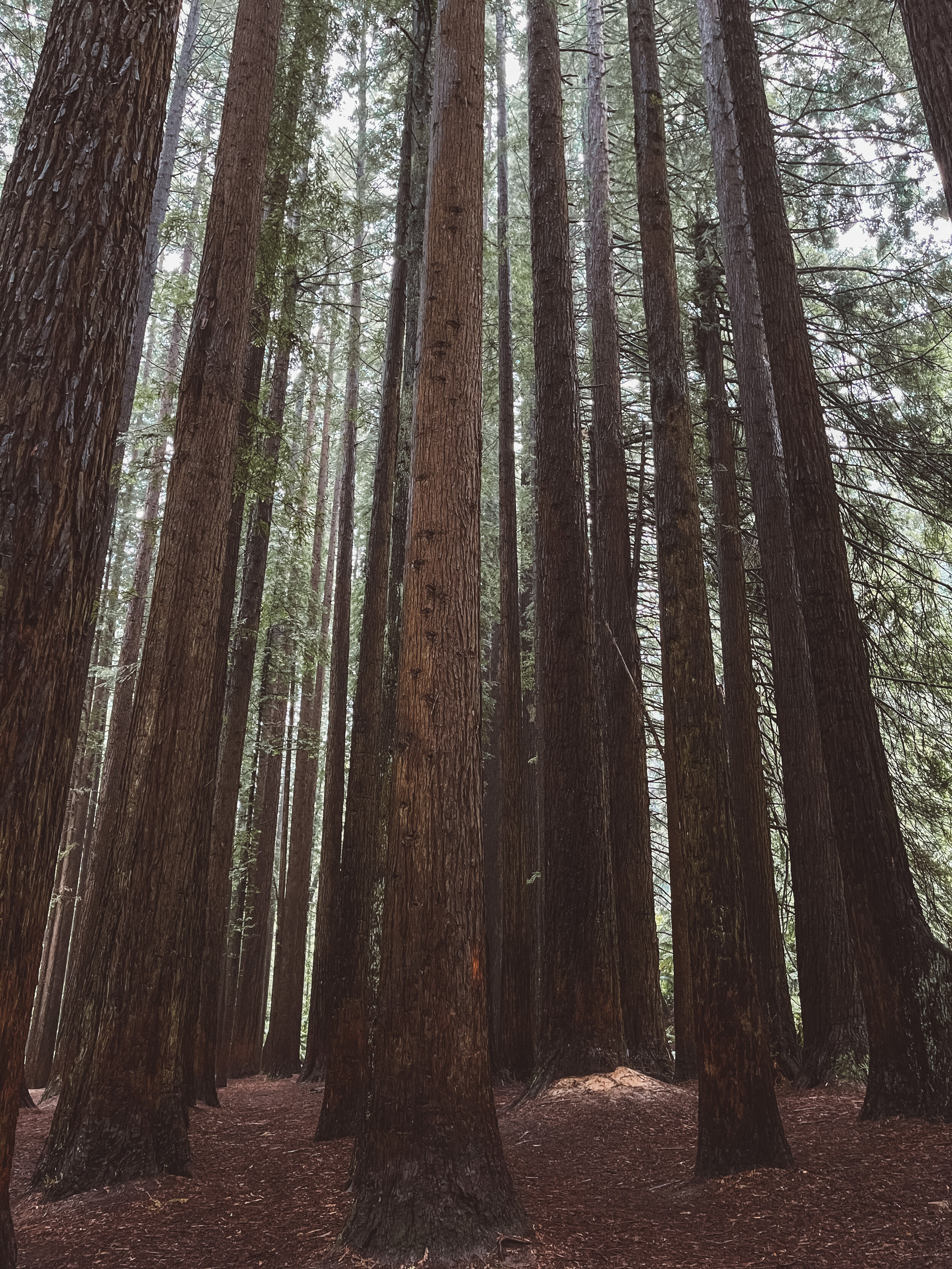 Californian Redwoods - Great Otway National Park - Great Ocean Road - Victoria - Australia