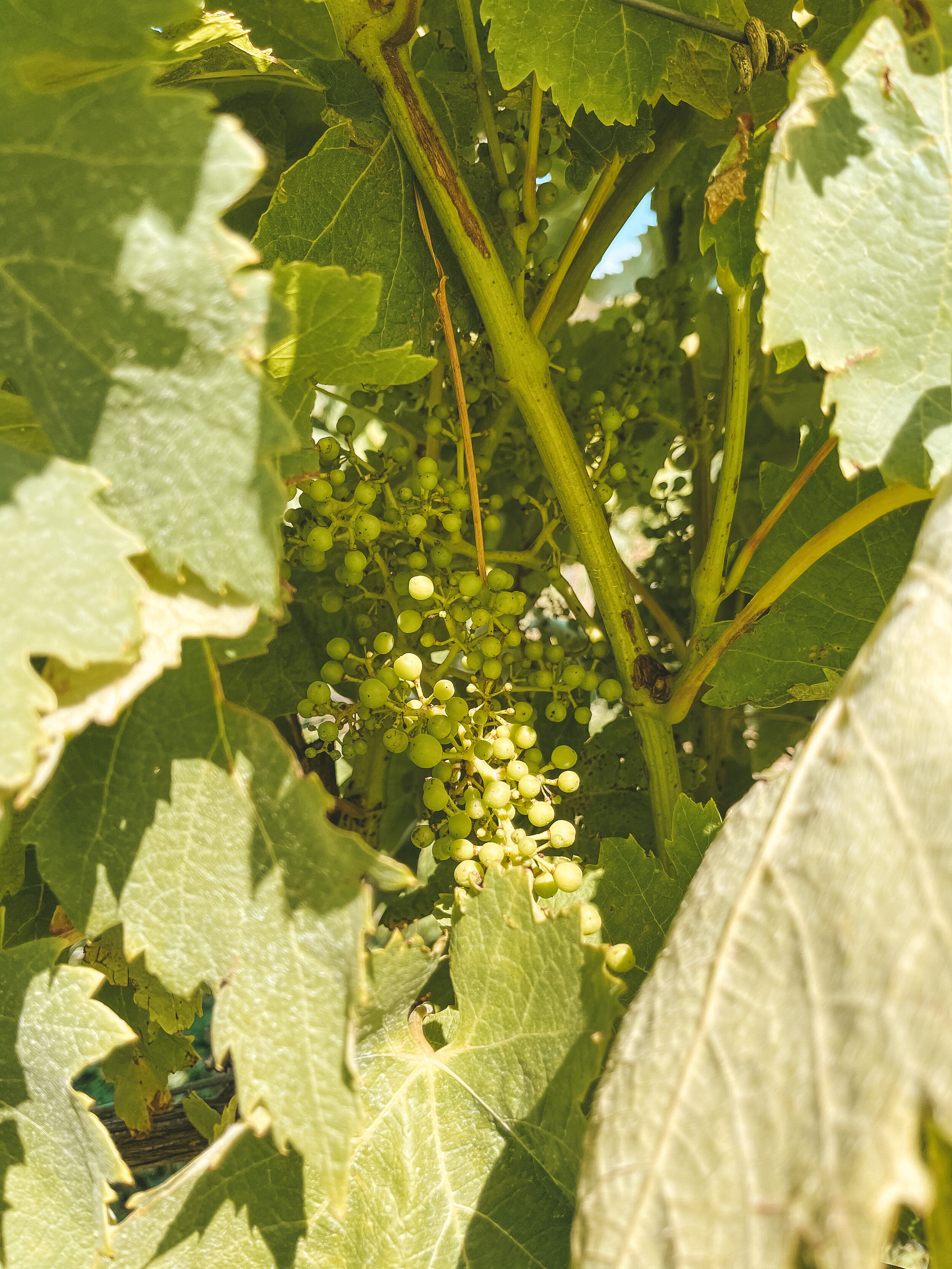 Baby grapes - Basalt Vineyard - Tower Hill - Victoria - Australia