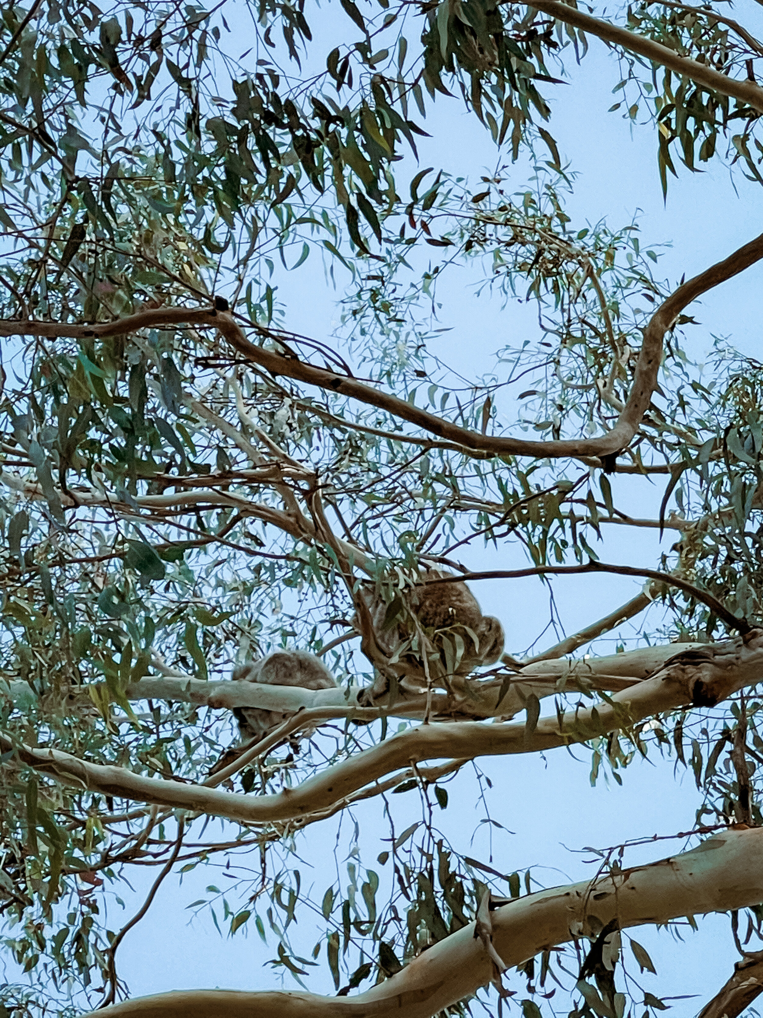 Sleepy koalas - Tower Hill Reserve - Victoria - Australia