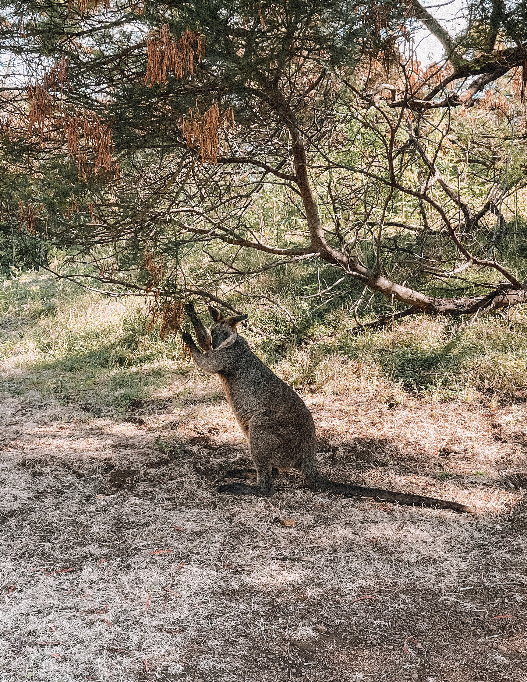 Hungry wallaby - Tower Hill Reserve - Victoria - Australia