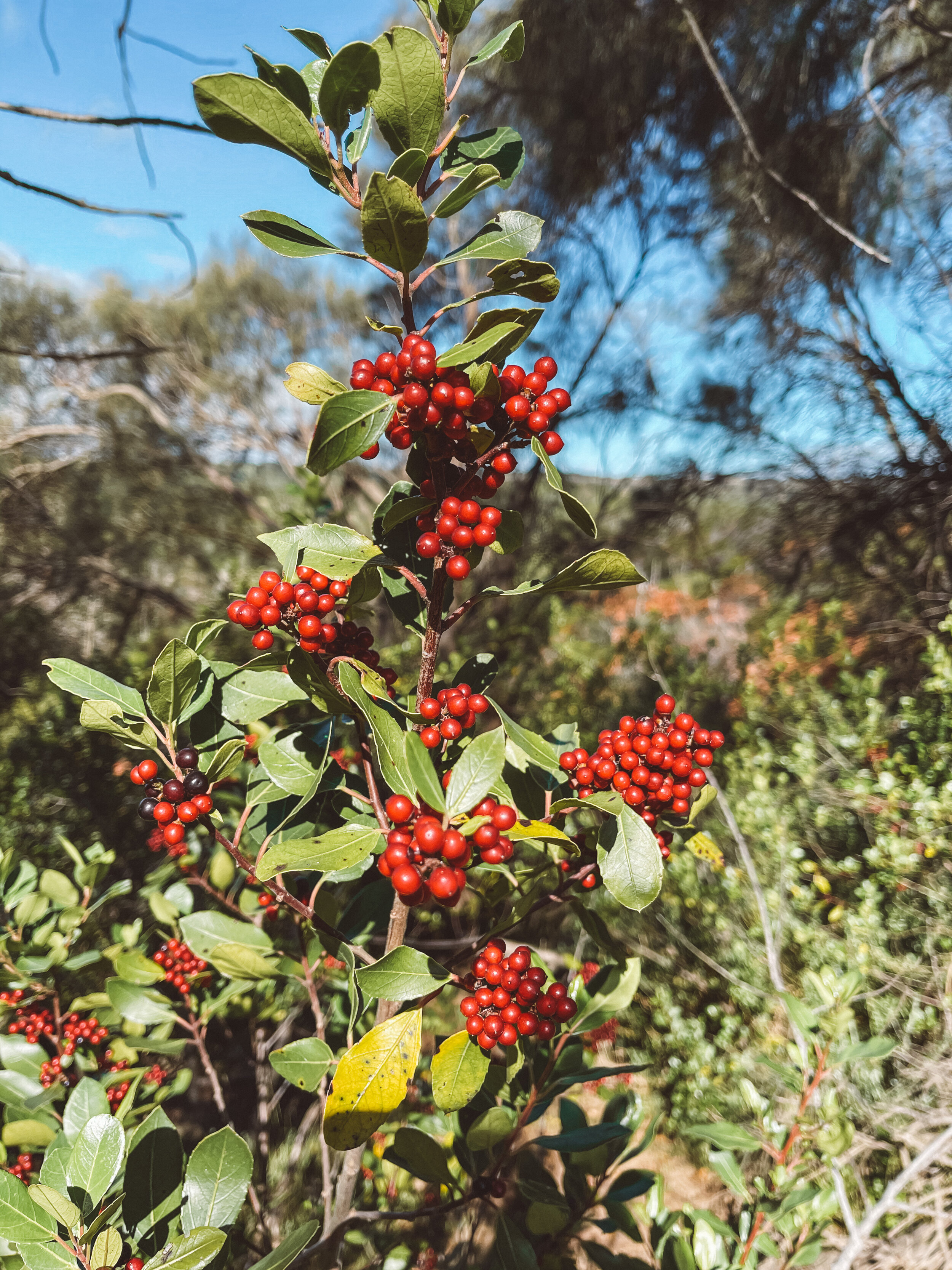 Fresh wild berries - Tower Hill Reserve - Victoria - Australia