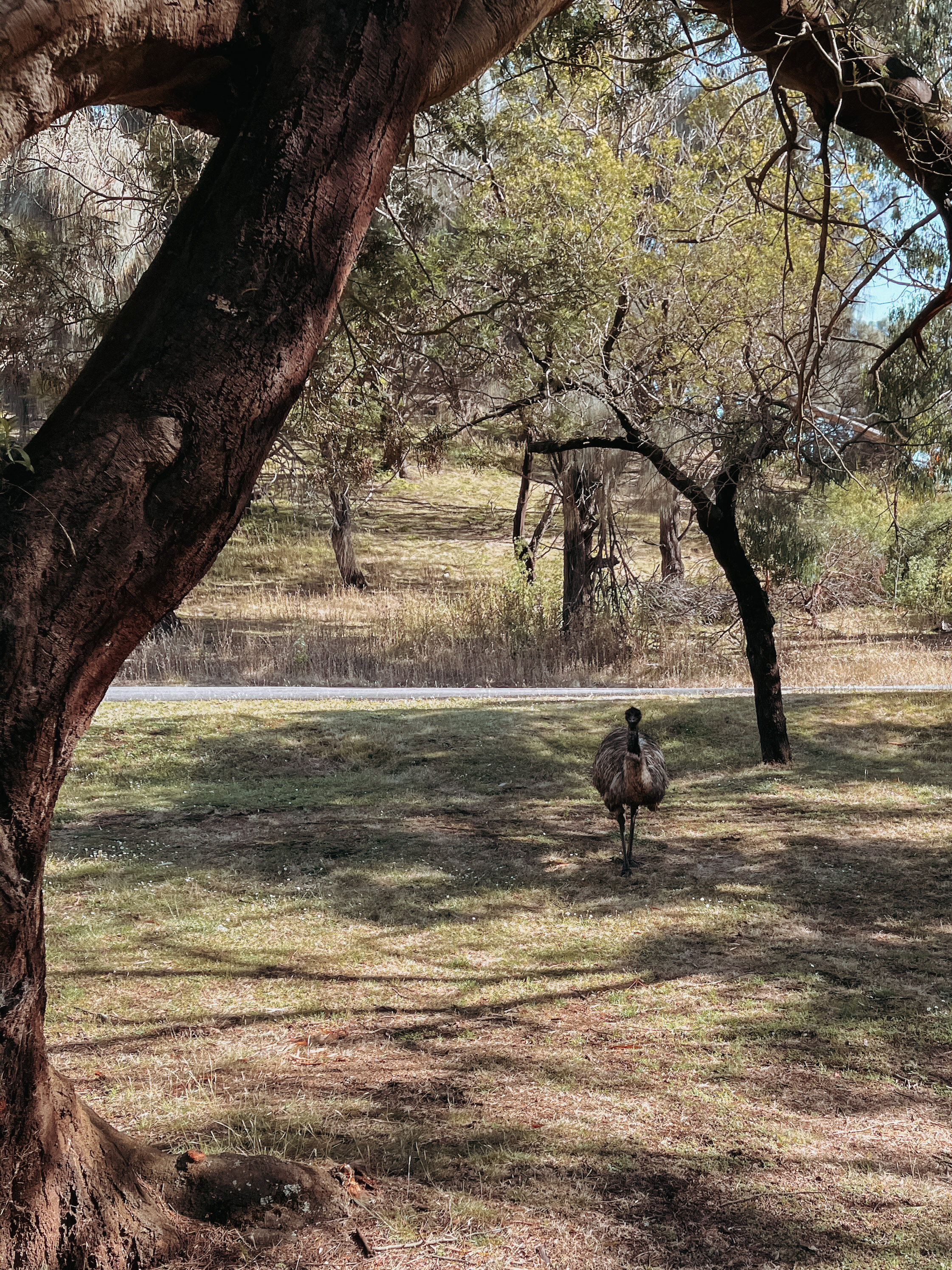 Curious emu - Tower Hill Reserve - Victoria - Australia
