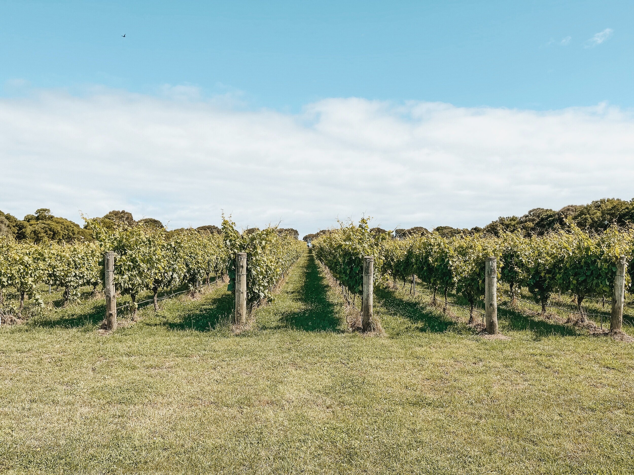 The vines - Basalt Wines - Tower Hill - Victoria - Australia