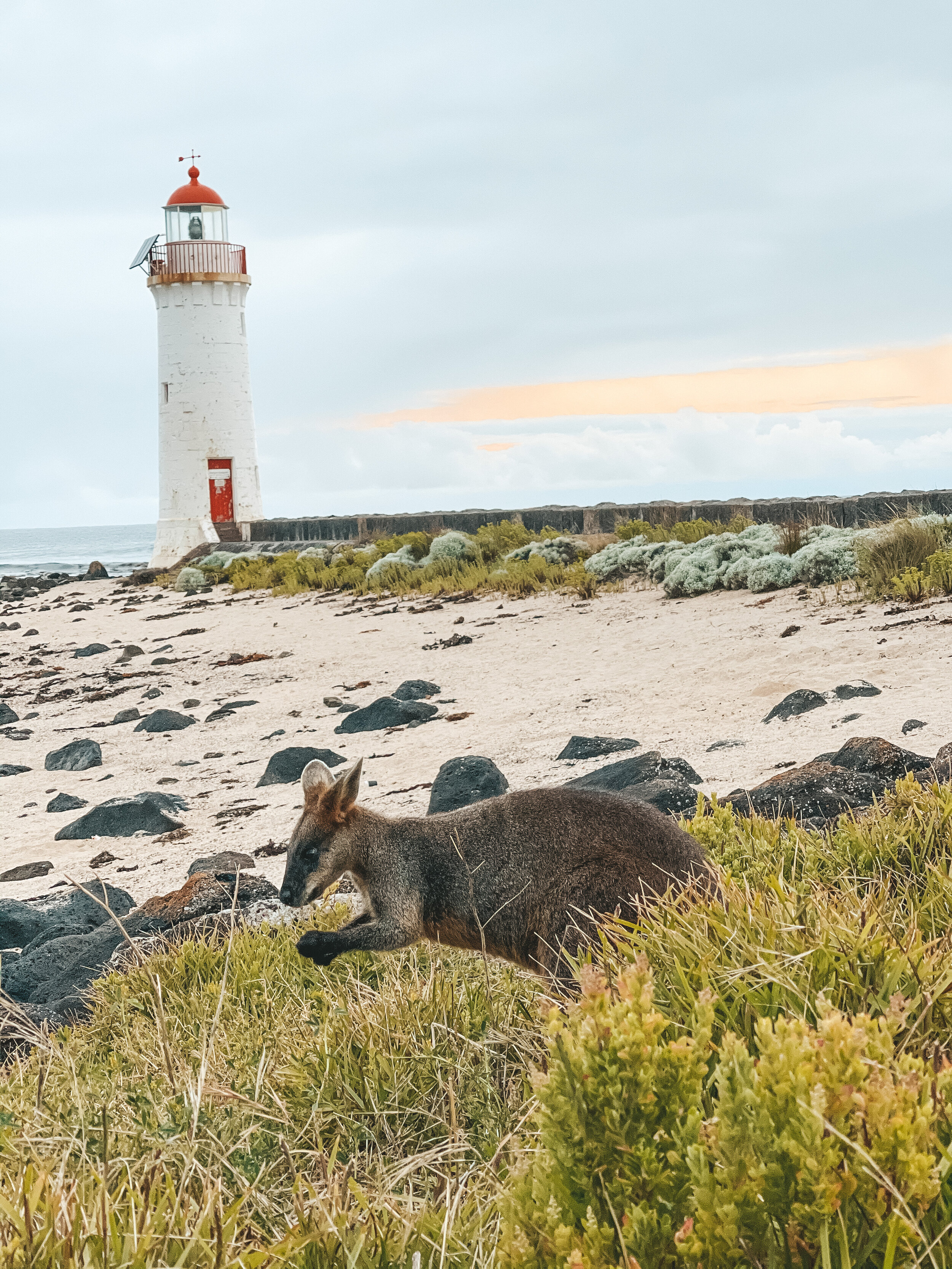 Cute wallaby eating in front of the lighthouse - Port Fairy - Victoria - Australia