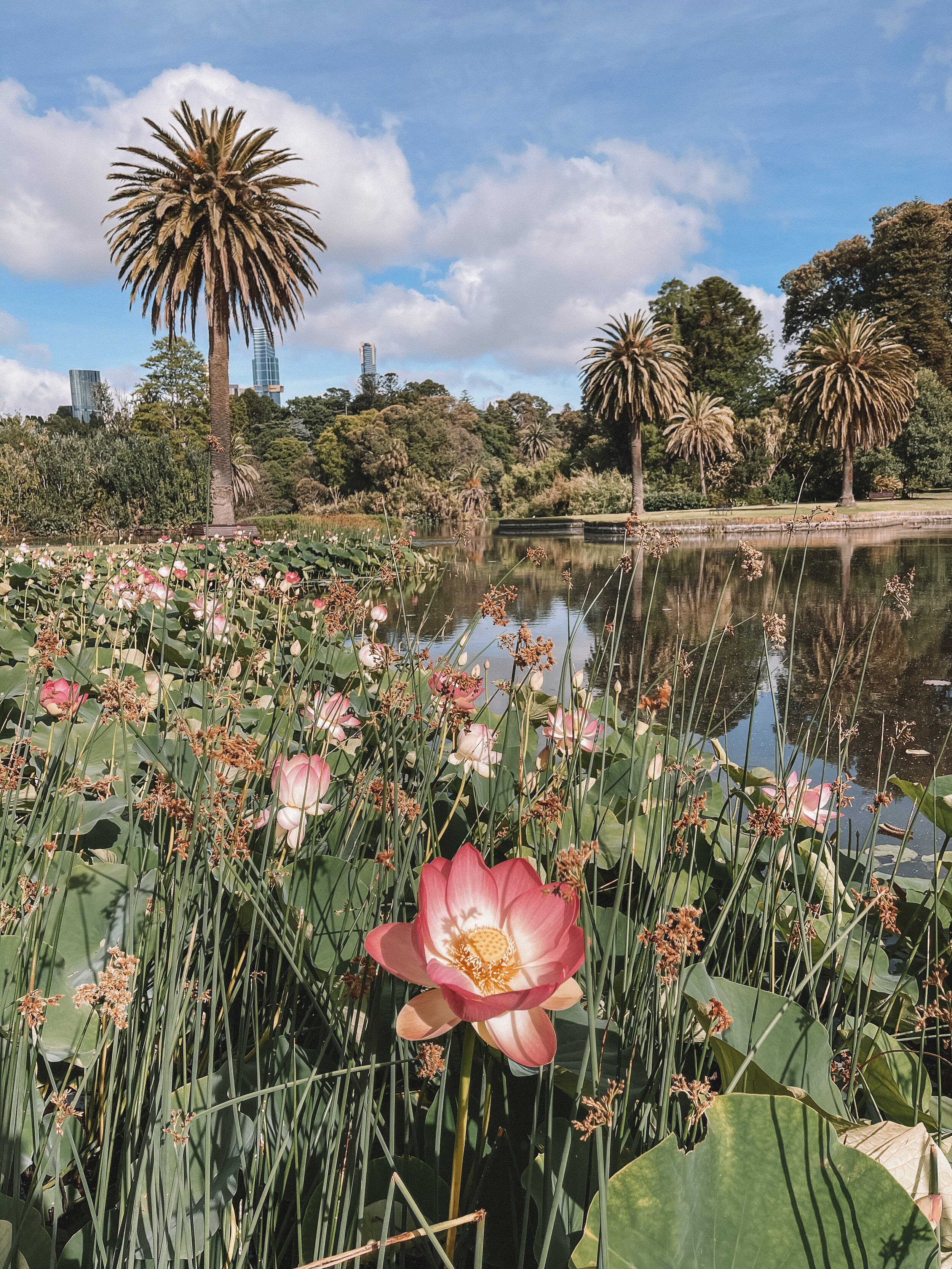 Beautiful waterlilies at the Royal Botanic Garden - Melbourne - Victoria - Australia