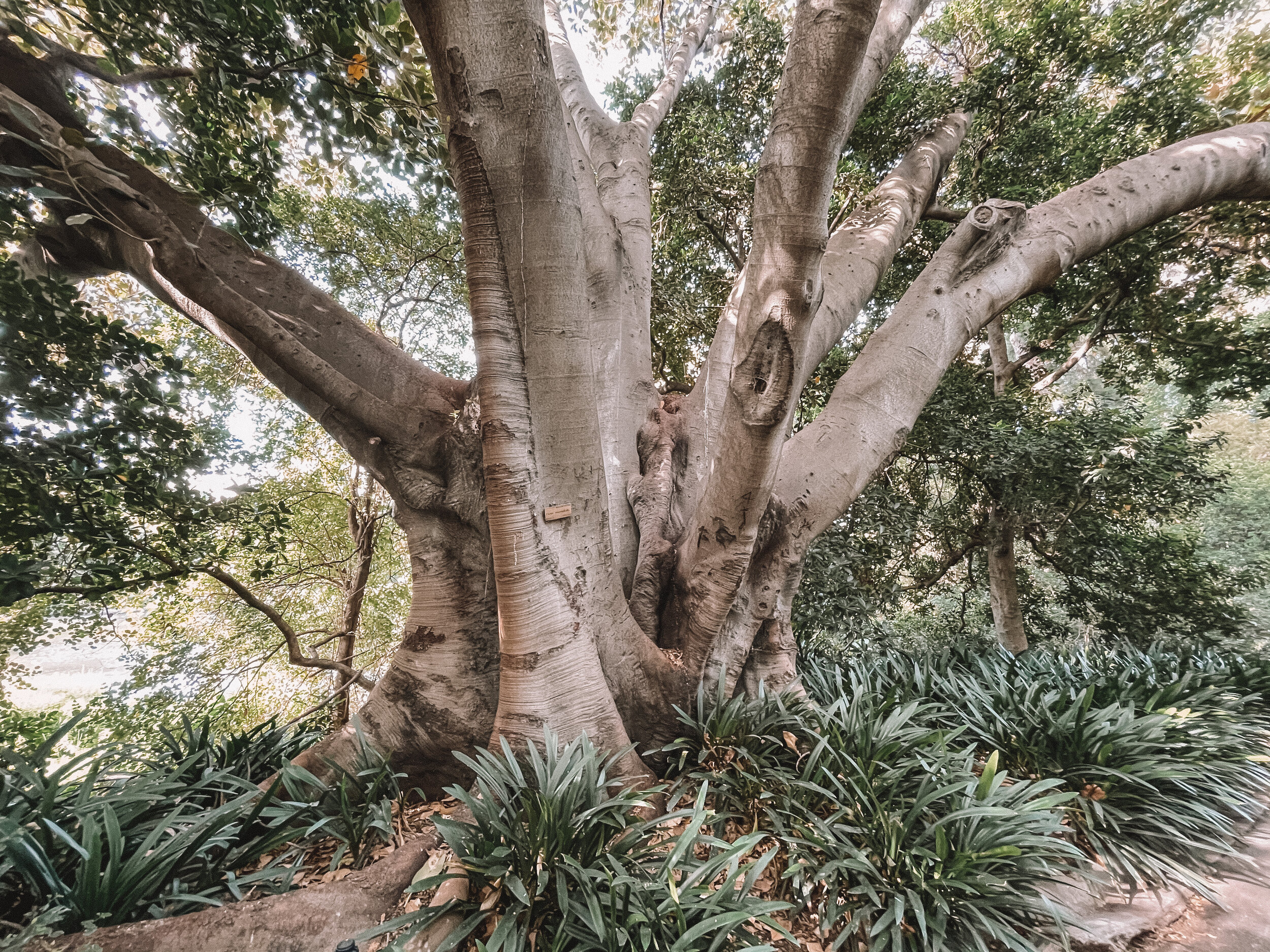 Ginormous tree at the Royal Botanic Garden - Melbourne - Victoria - Australia