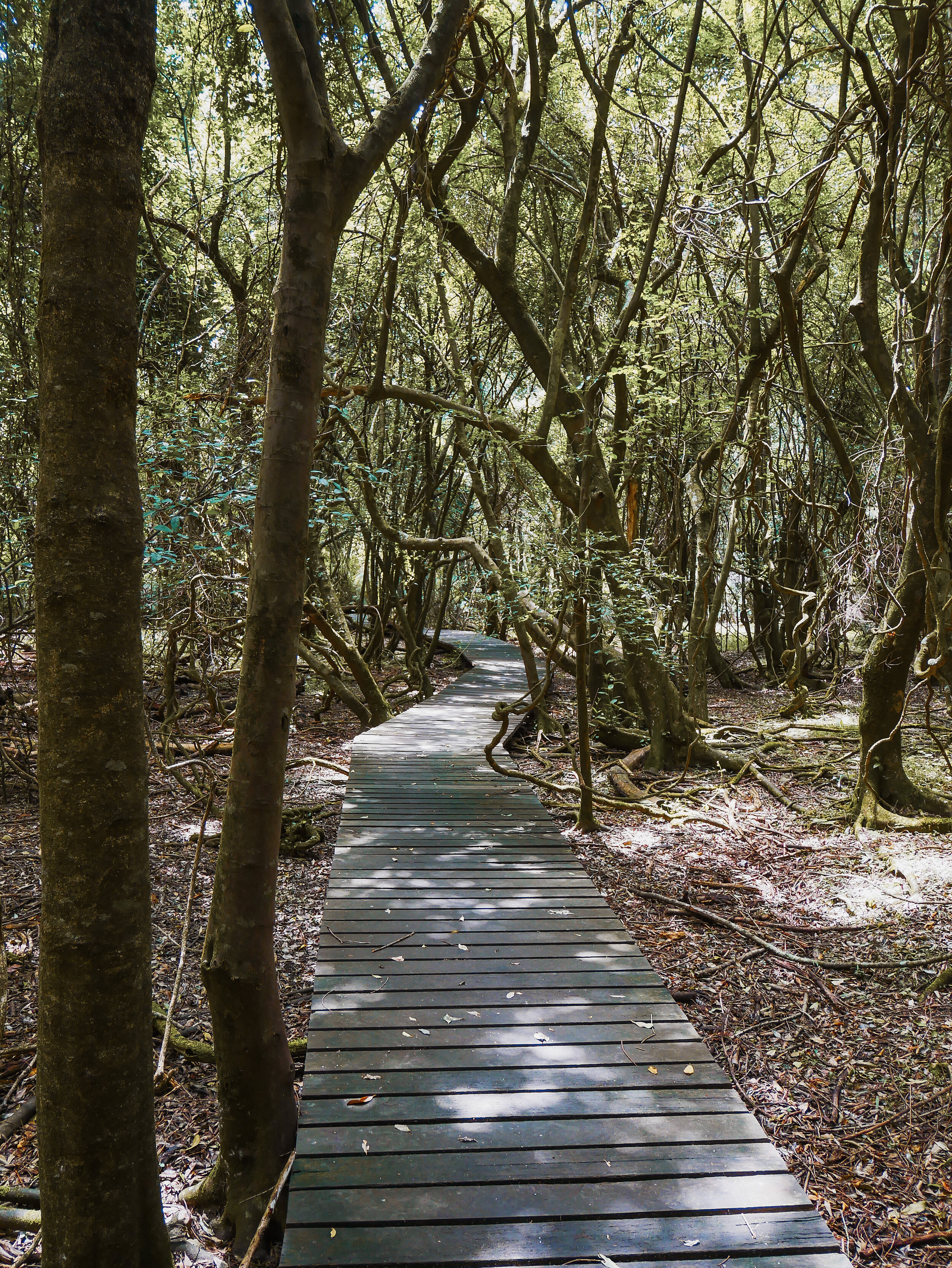 Wooden boardwalk - Ferntree Gully Reserve - Mudgee - New South Wales (NSW) - Australia
