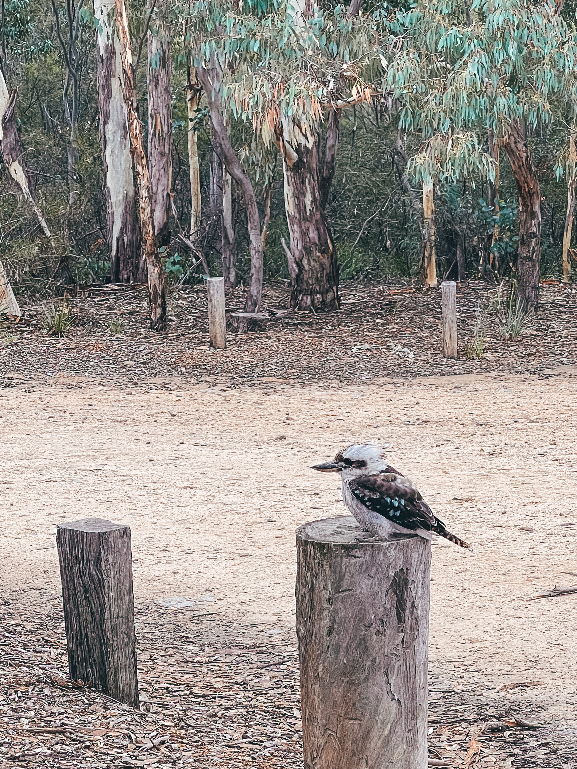 A beautiful kookaburra - Dunns Swamp - Rylstone - New South Wales (NSW) - Australia