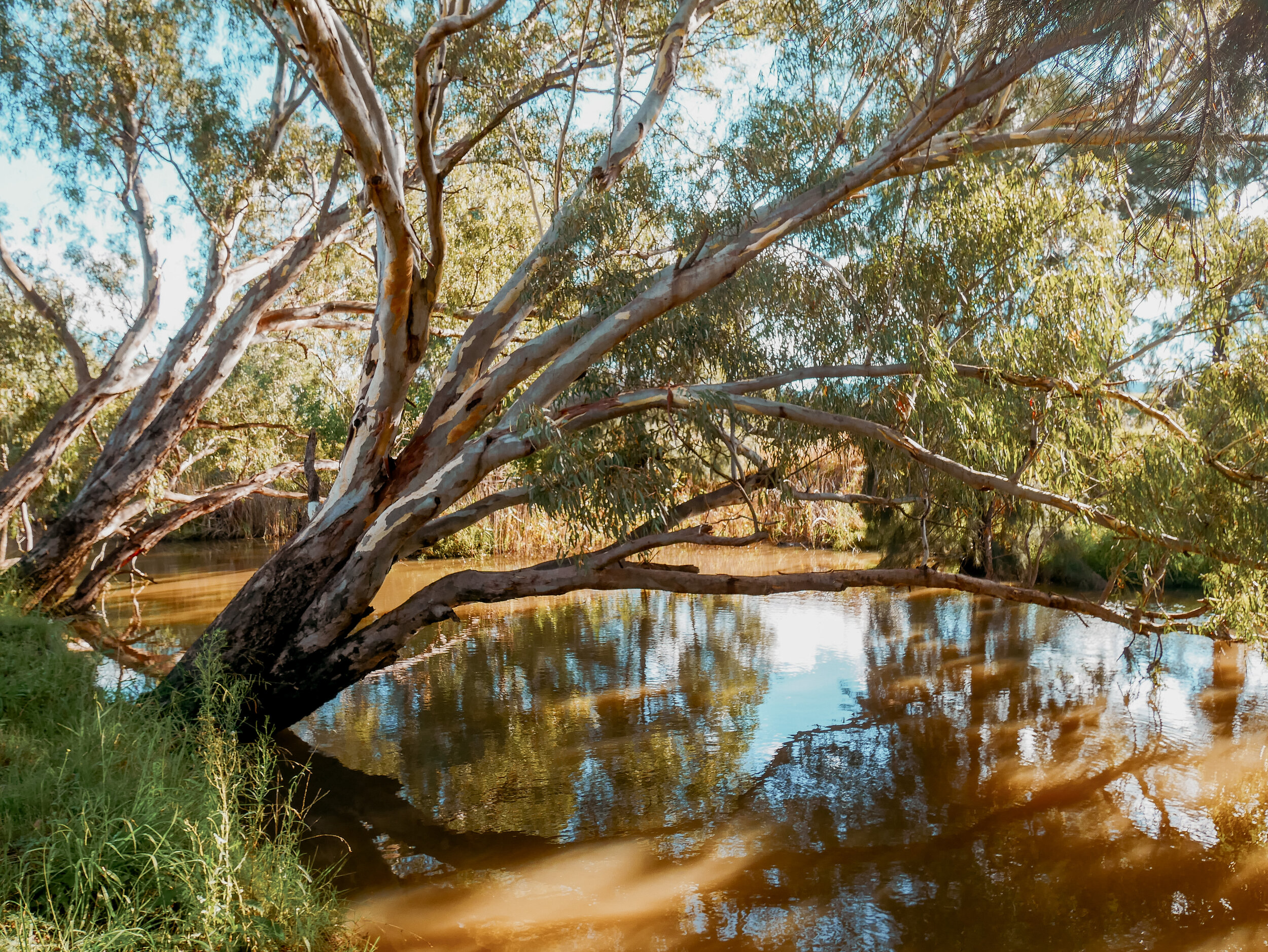 Putta Bucca Wetlands - Mudgee - New South Wales (NSW) - Australia