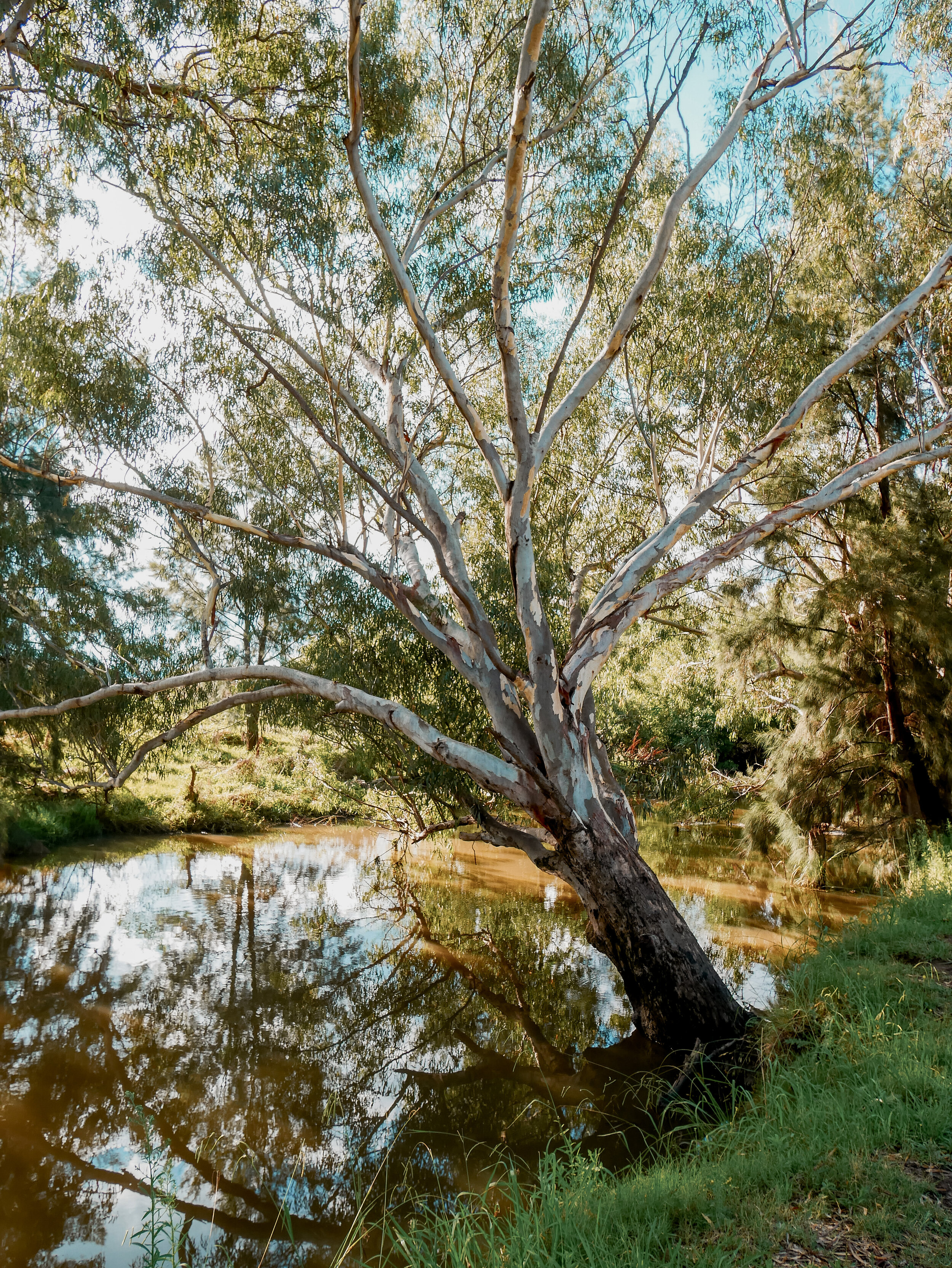 The sunlight and the river - Putta Bucca wetlands - Mudgee - New South Wales (NSW) - Australia