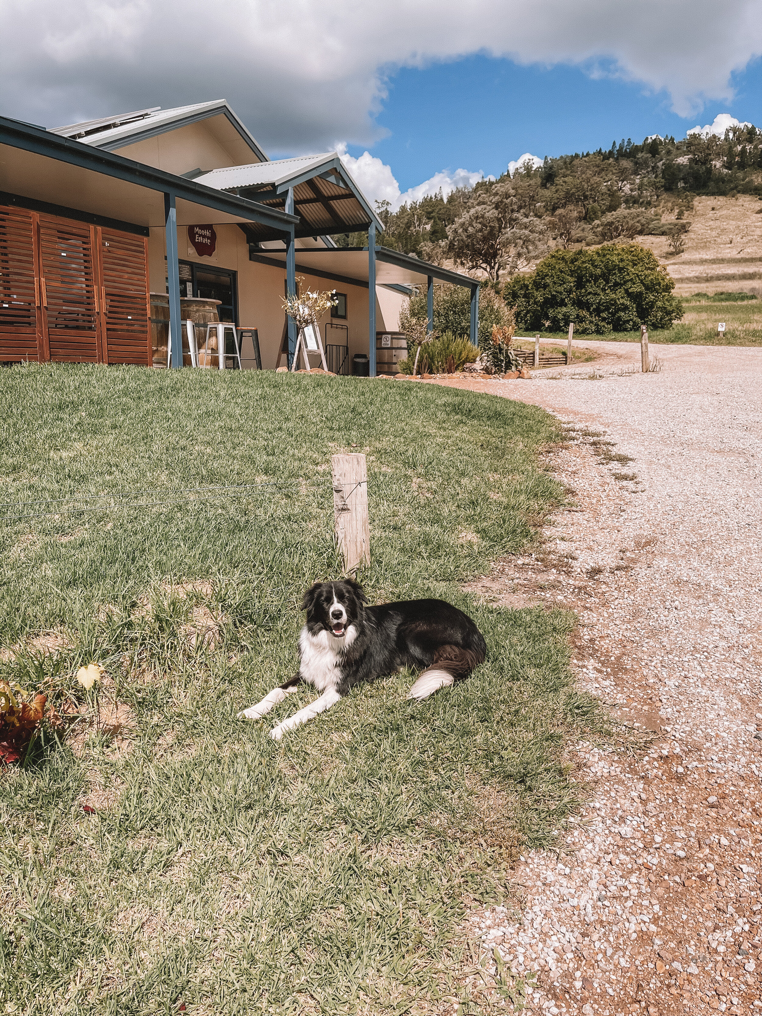 The friendly dog from Moothi Estate - Mudgee - New South Wales (NSW) - Australia