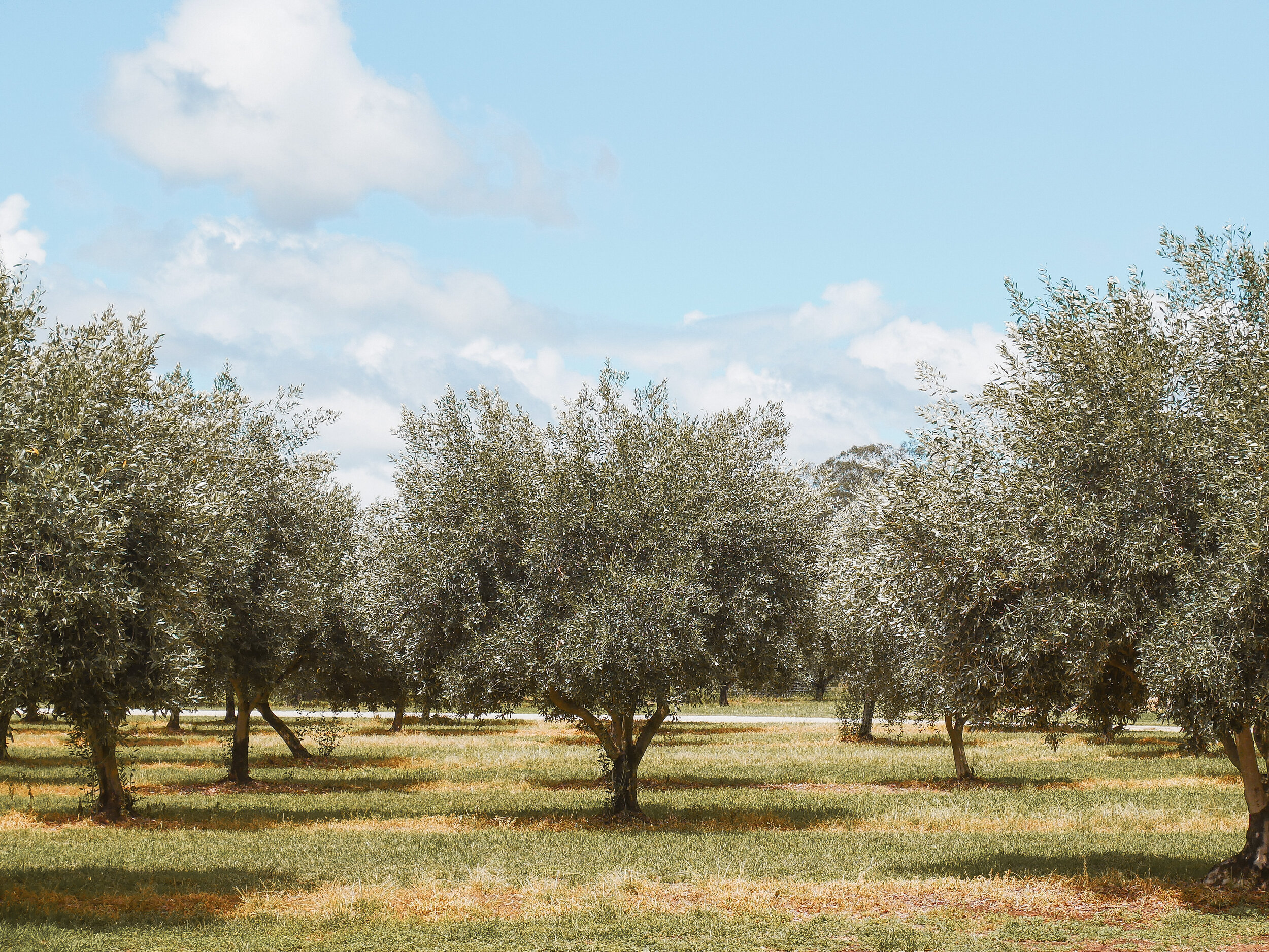Olive Trees - The Olive Nest - Mudgee - New South Wales (NSW) - Australia