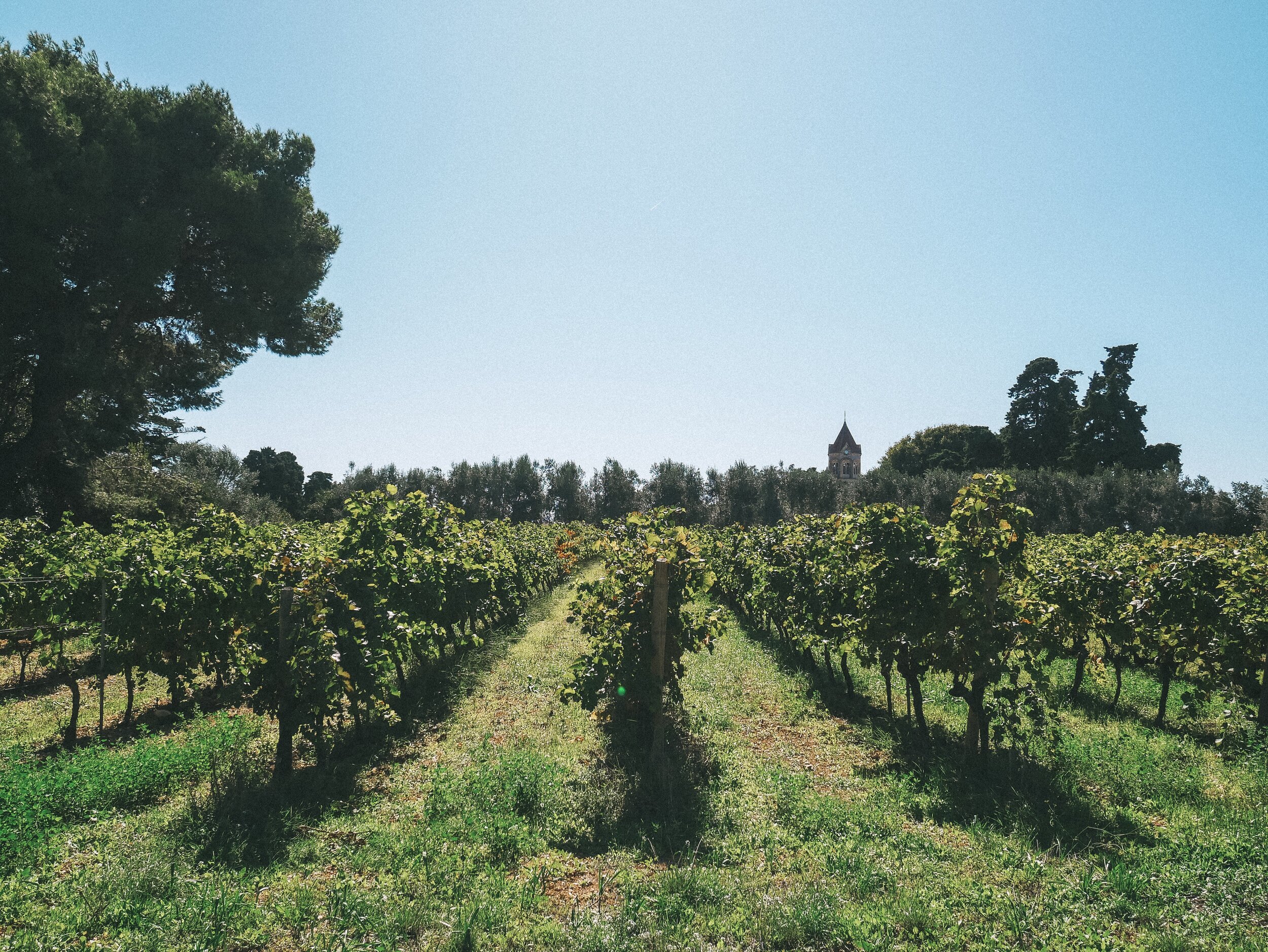 Local wine production - Ile St Honorat - Cannes - French Riviera - France