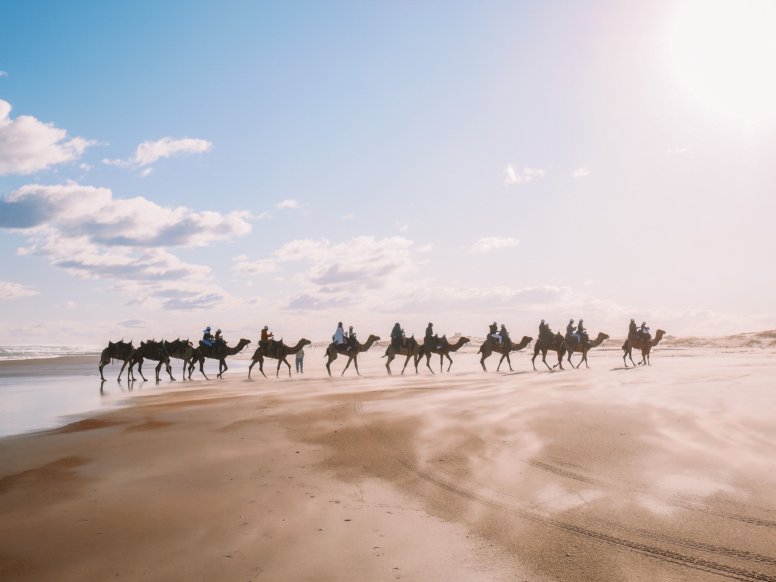 Camel Ride - Birubi Desert - Port Stephens - New South Wales (NSW) - Australia